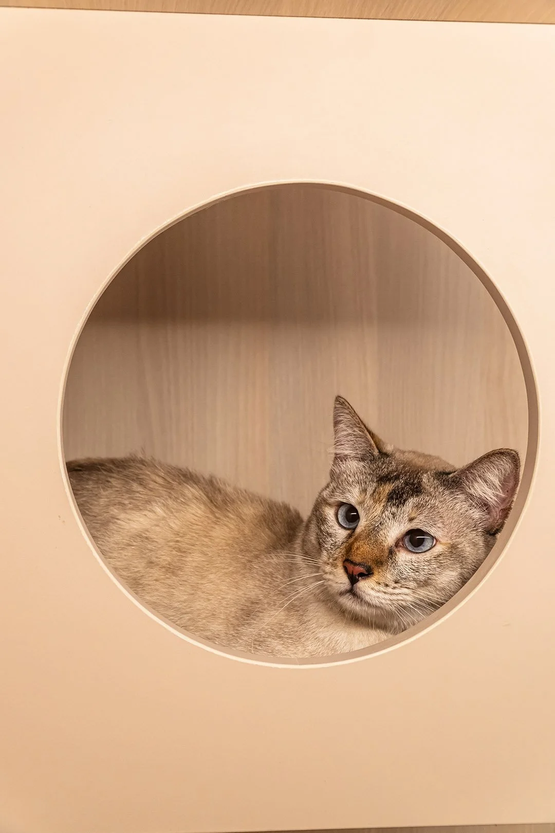 A cat with brown and gray fur resting inside a circular opening in a light-colored wall.