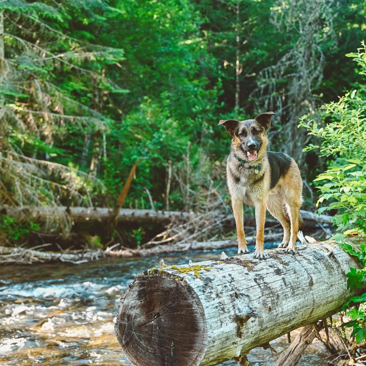 Chevy the German Shepherd mix
Outdogsy Pack Board + Train (June 2025)