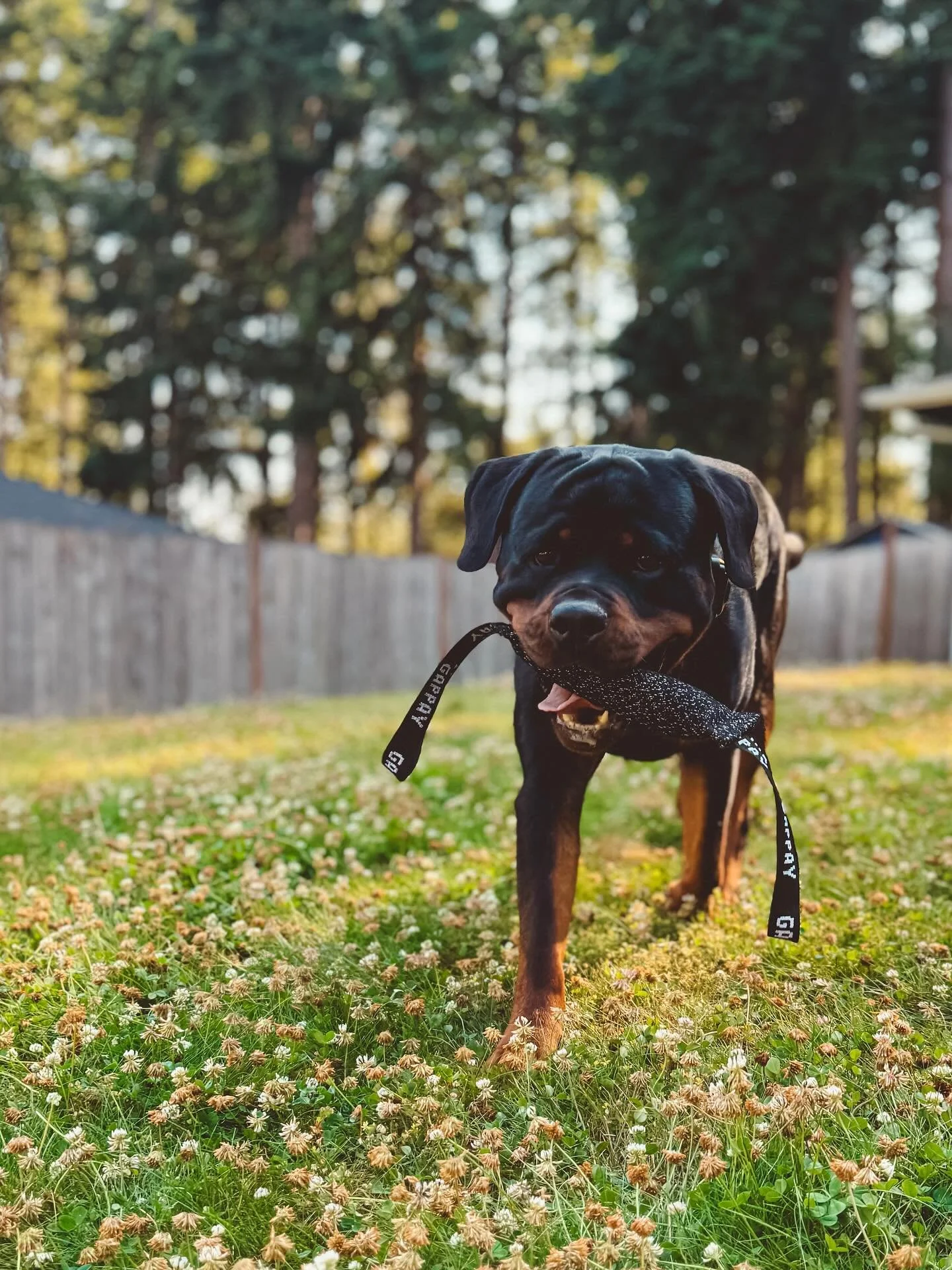 Duece the Rottweiler
Outdogsy Pack Board + Train (July 2025)