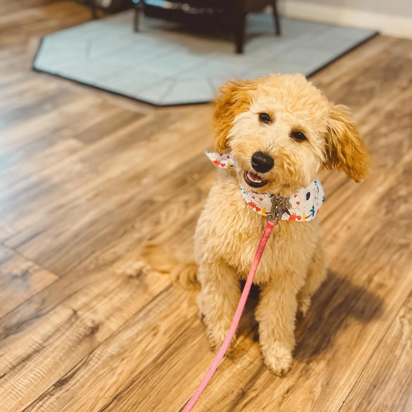 Fendi the mini Goldendoodle
Outdogsy Pack Board + Train (July 2025)