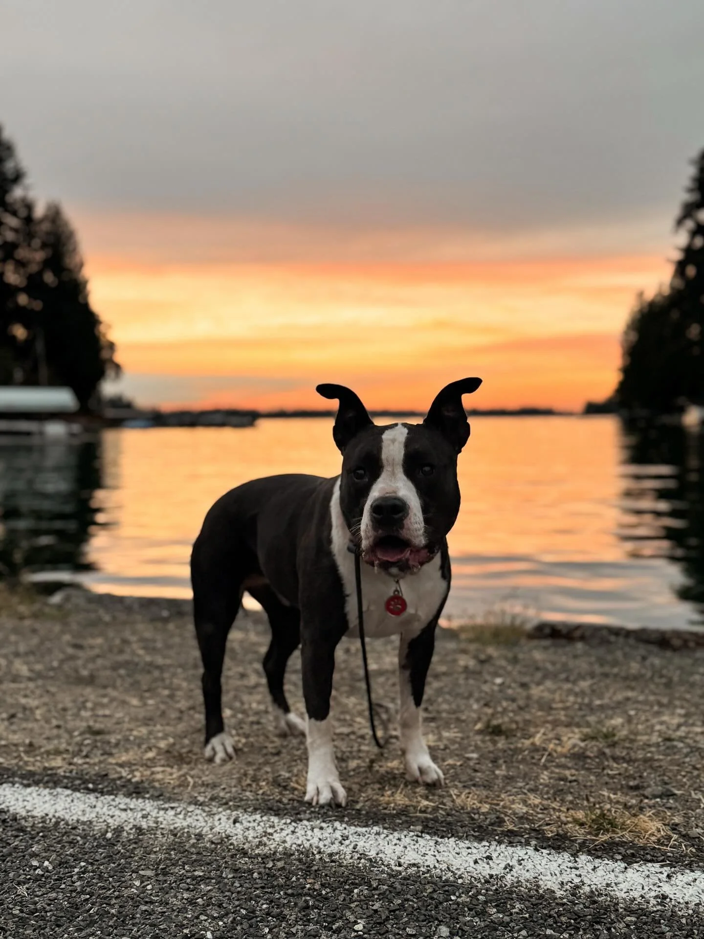 Delle the Pittie
Outdogsy Pack Board + Train (August 2025)