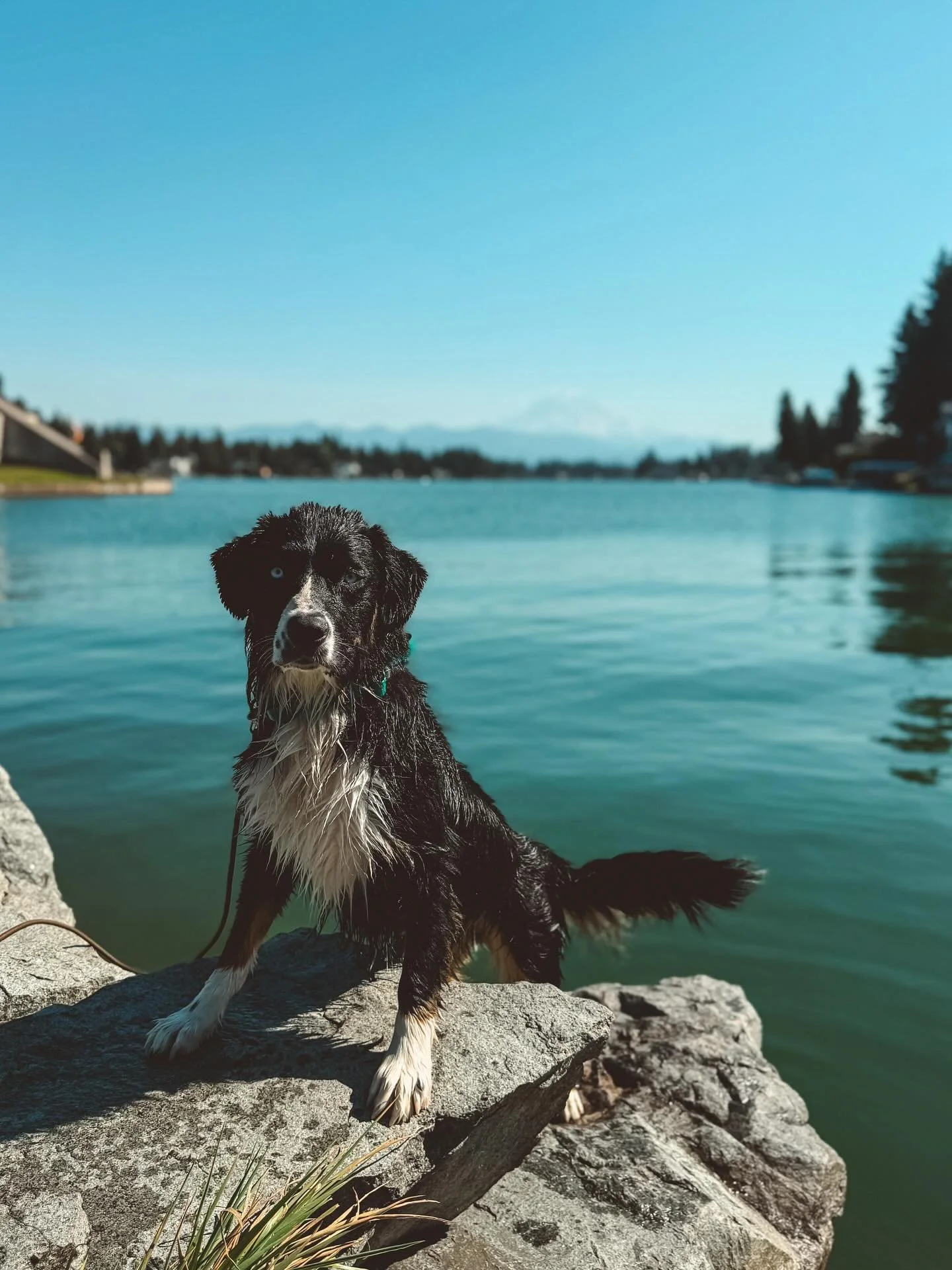 Mandu the Aussie
Outdogsy Pack Board + Train (September 2025)