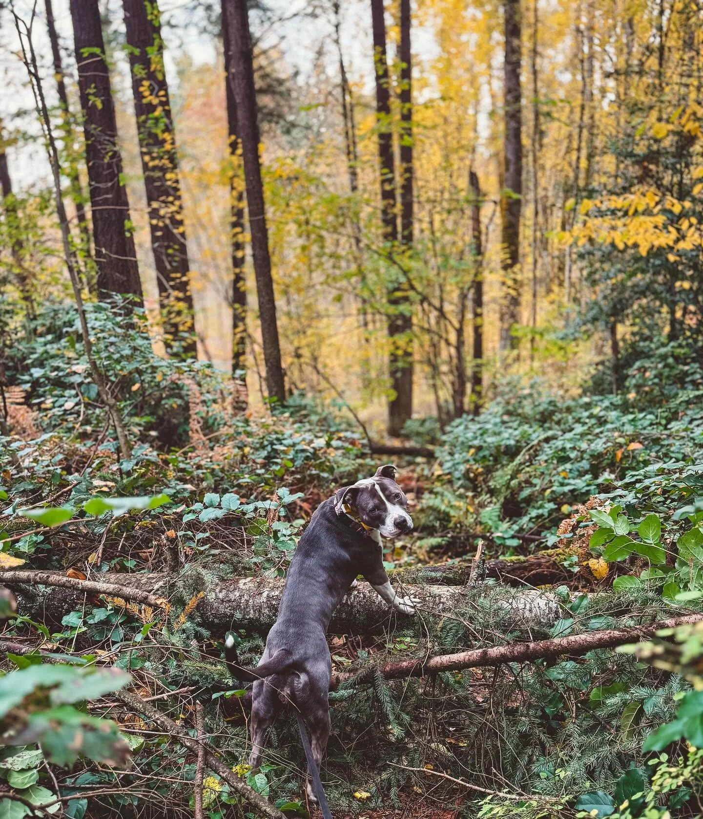 Chloe the Staffy
Outdogsy Pack Board + Train (October 2025)