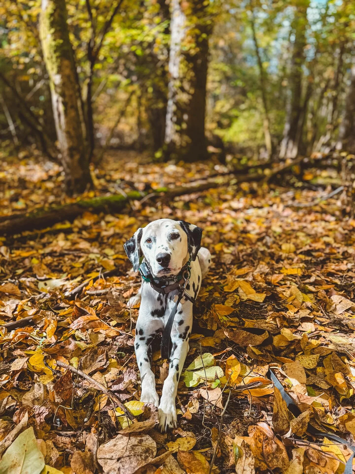 Finley the Dalmation
Outdogsy Pack Board + Train (October 2025)
