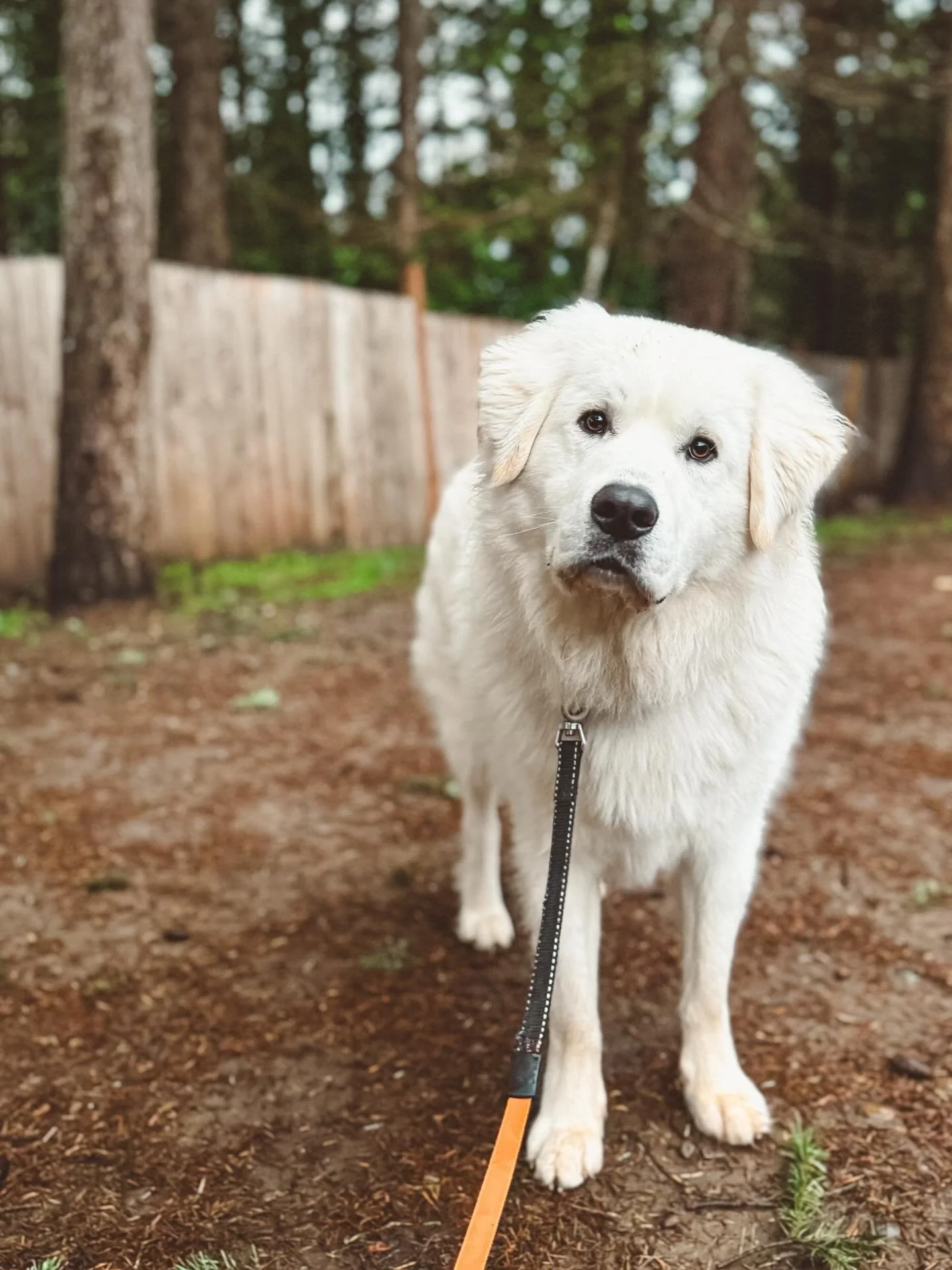 Hank the Great Pyrenees mix
Outdogsy Pack Board + Train (December 2025)
