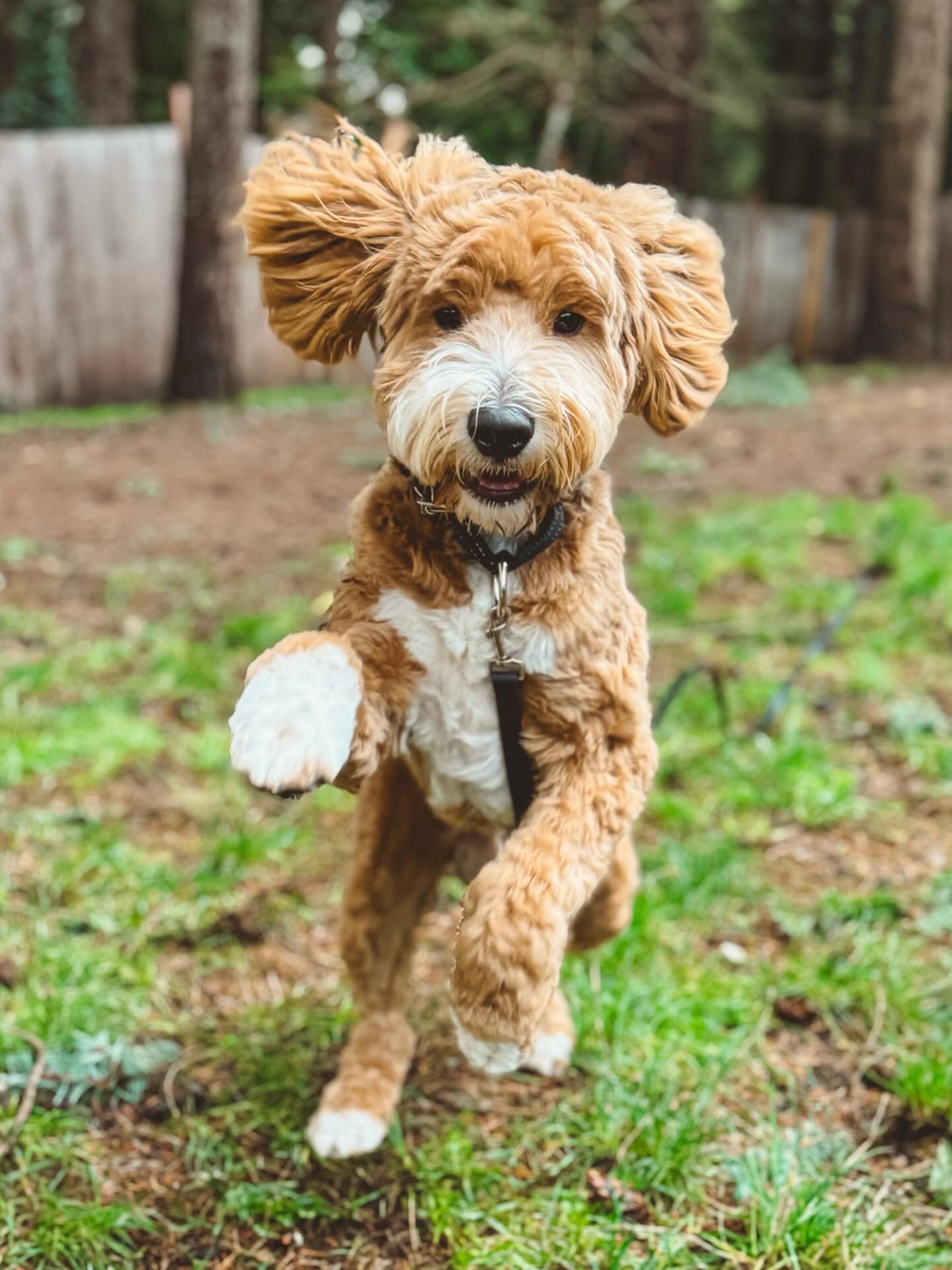 Koa the mini Goldendoodle
Outdogsy Pack Board + Train (December 2025)