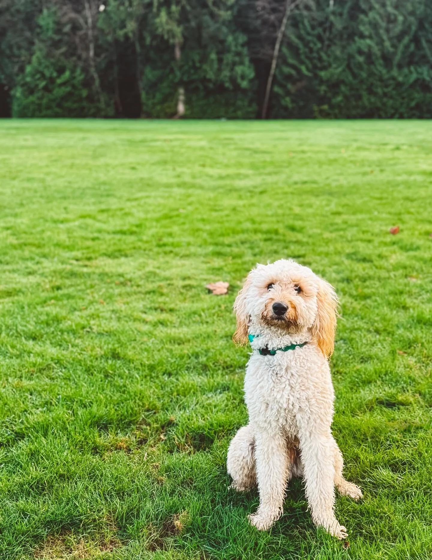 Remy the Goldendoodle
Outdogsy Pack Board + Train (December 2025)