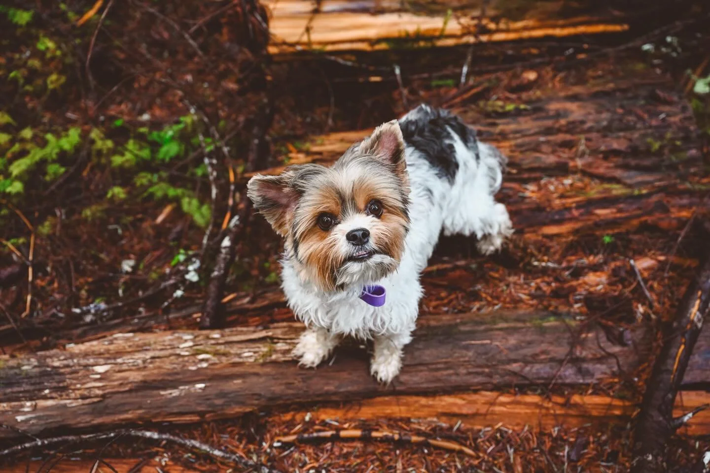 Paisley the Biewer Yorkie
Outdogsy Pack Board + Train (January 2026)
