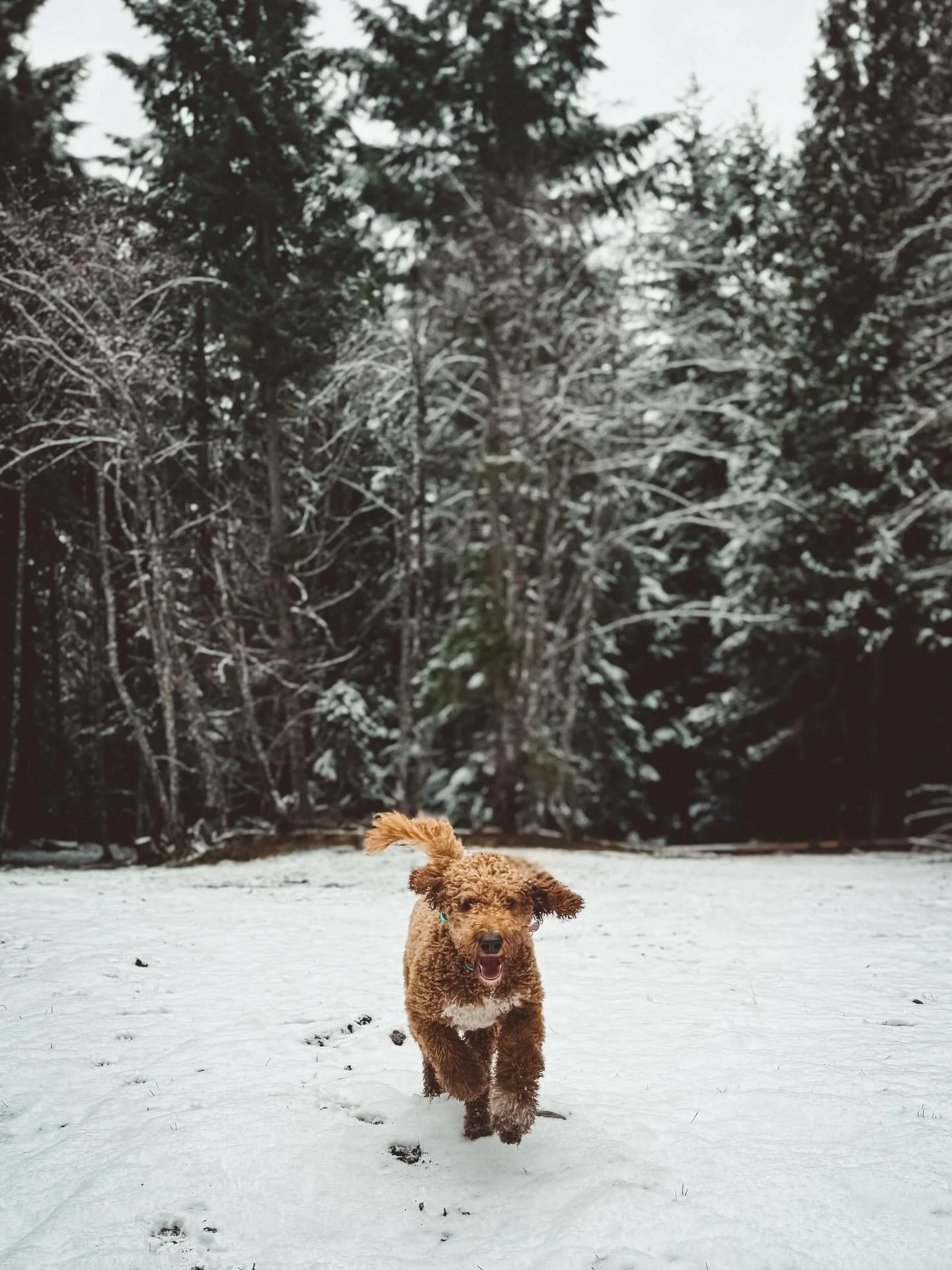 Raleigh the Goldendoodle
Outdogsy Pack Board + Train (January 2026)