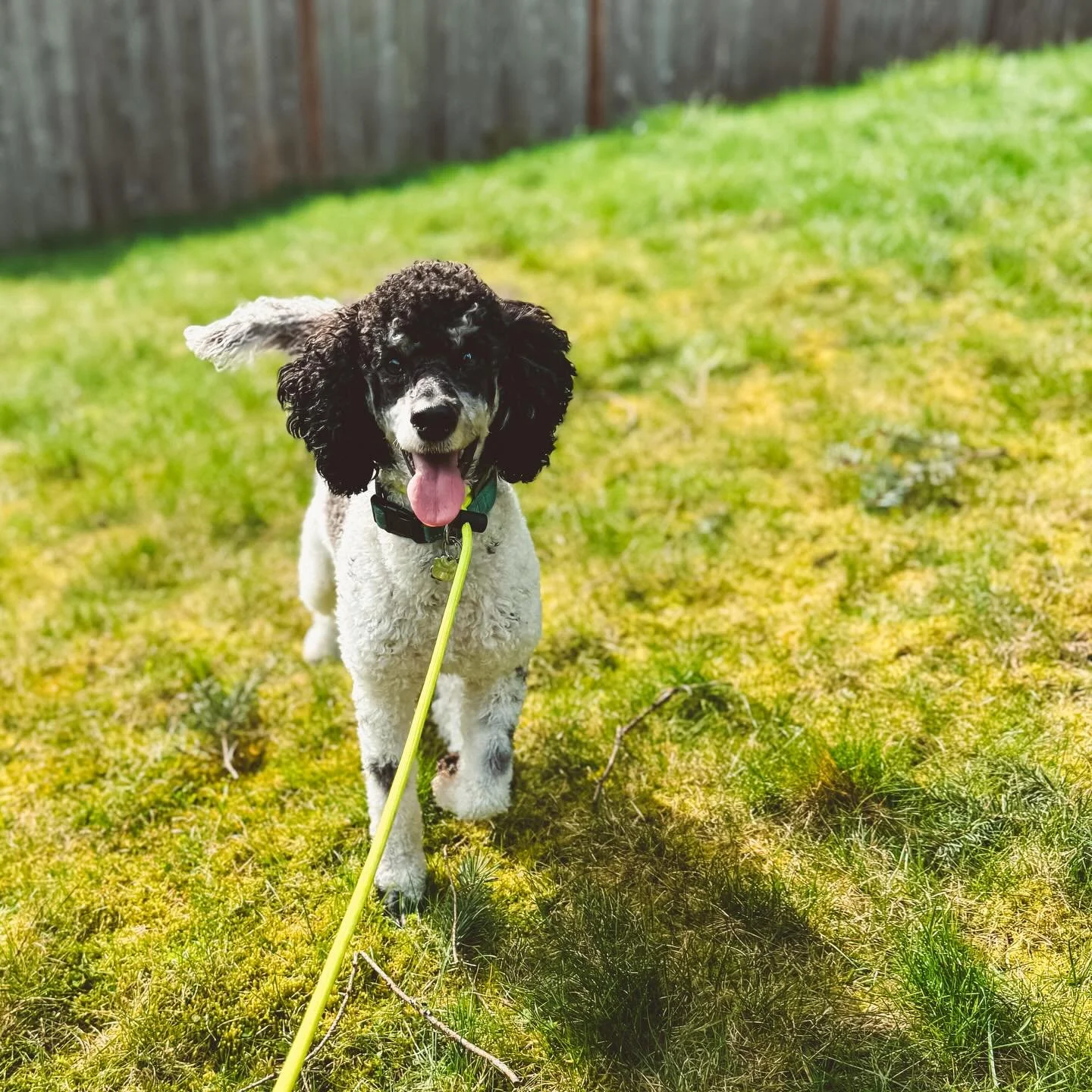 Mio the mini Poodle
Outdogsy Pack Board + Train (March 2026)