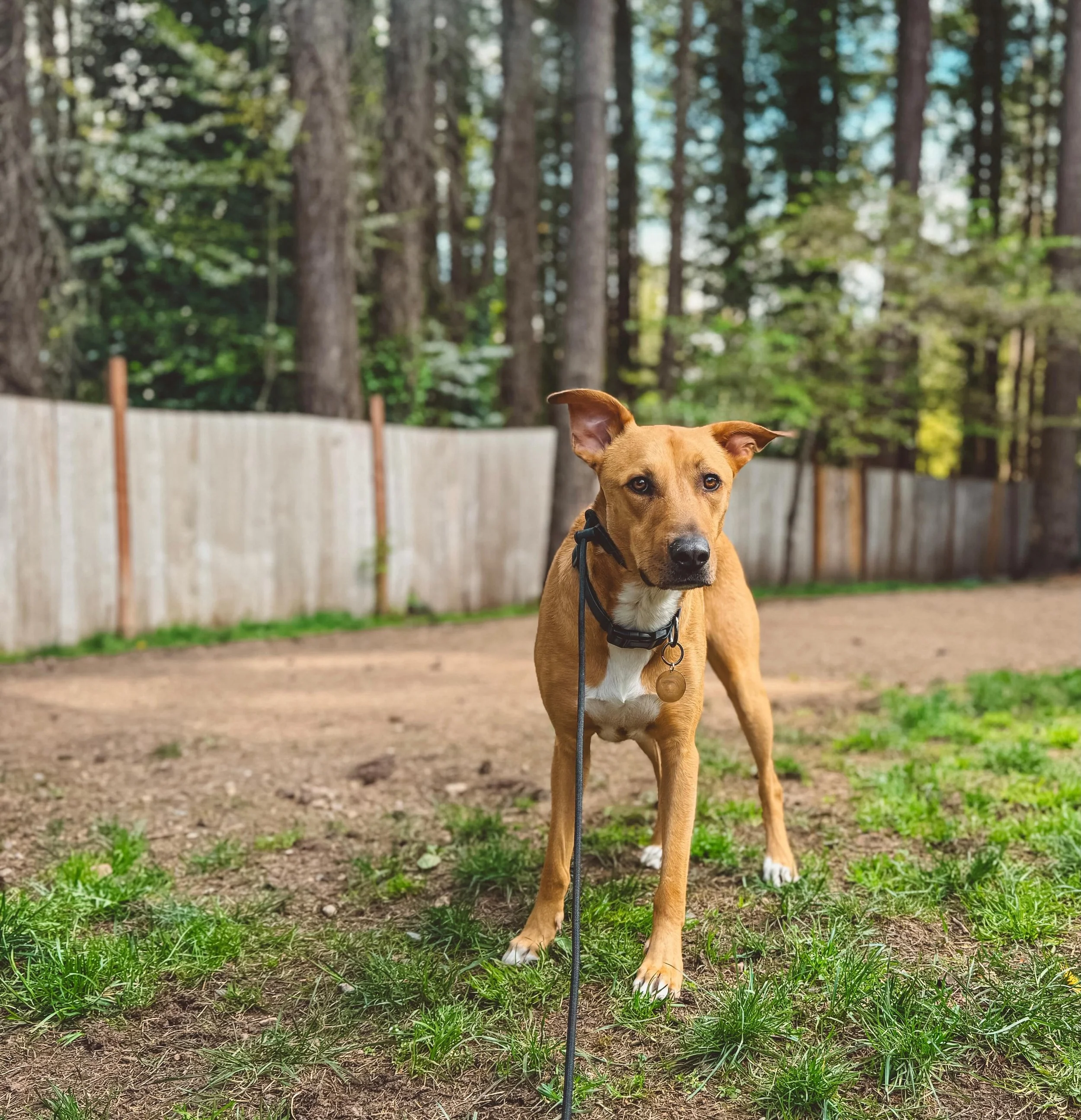 Eddie the Staffy mix
Outdogsy Pack Board + Train (May 2026)