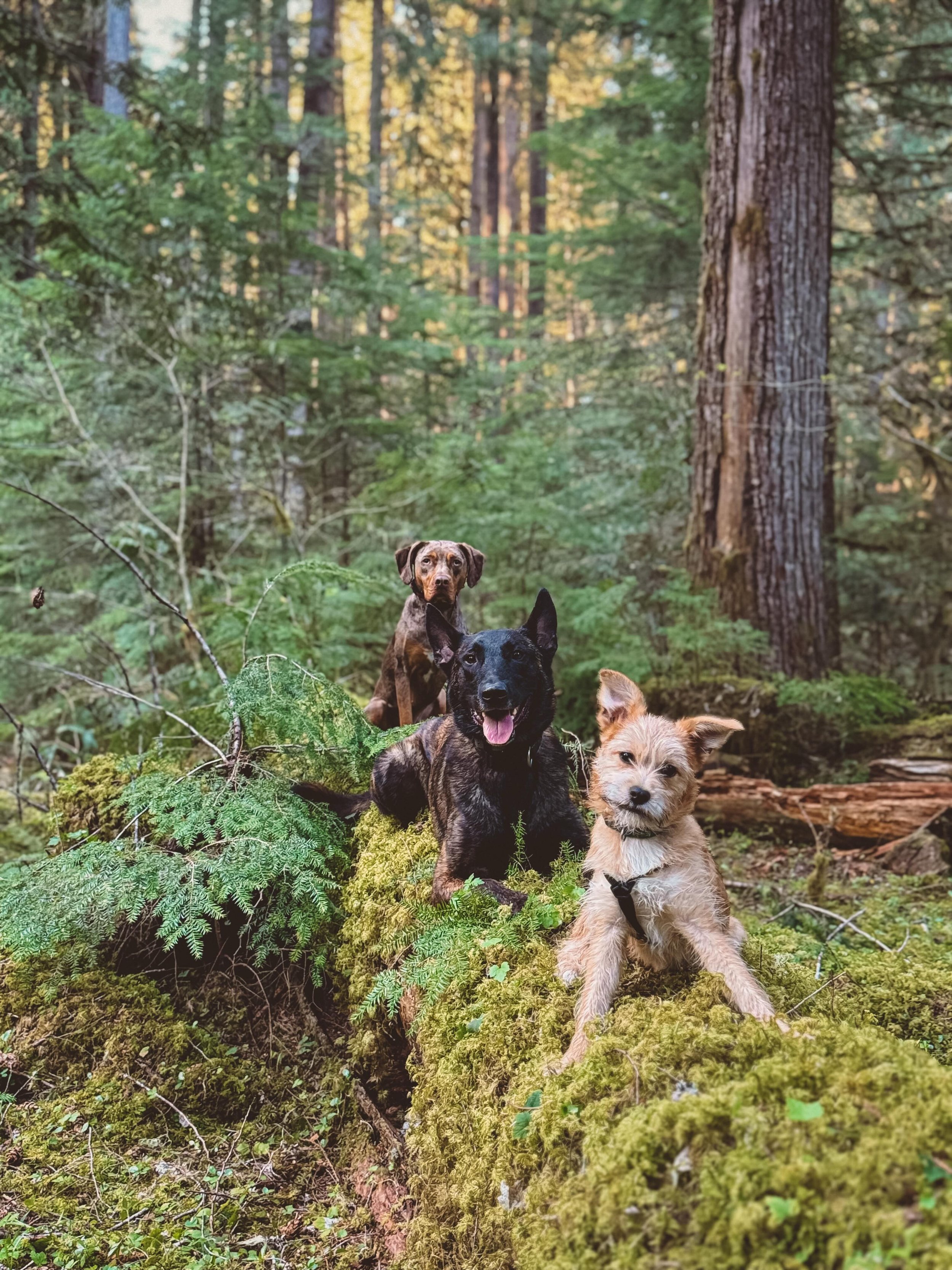 Random life update 🤩
Our 3 kiddos (minus our adventure cat Yeti)
Petey is our newest and last addition and he is the most perfect pup we could ask for. The relationship between Griff and Maeve is incredible, like the best relationship between 2 dogs