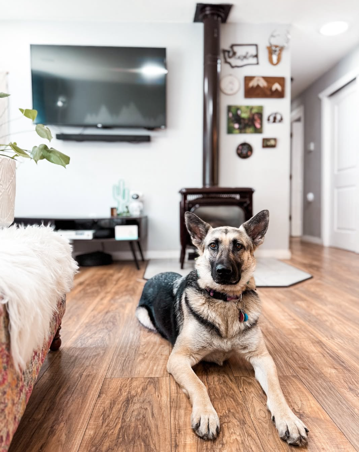 A young mixed-breed dog with black, tan, and cream fur lying on a hardwood floor in a modern living room, looking at the camera. The room features a mounted flat-screen TV, a small side table with decor, a wood-burning stove, and wall art including pictures and a clock.