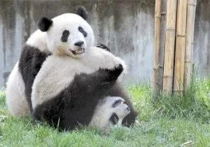 Taiwanese "Panda" = "adnaP"