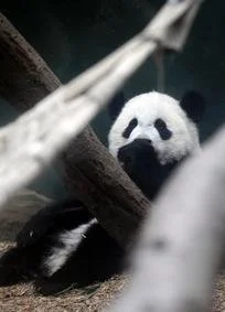 Job Opening: Teach Chinese to a Panda