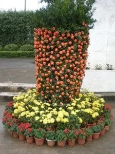 Tangerine Luck for the Niu Year  