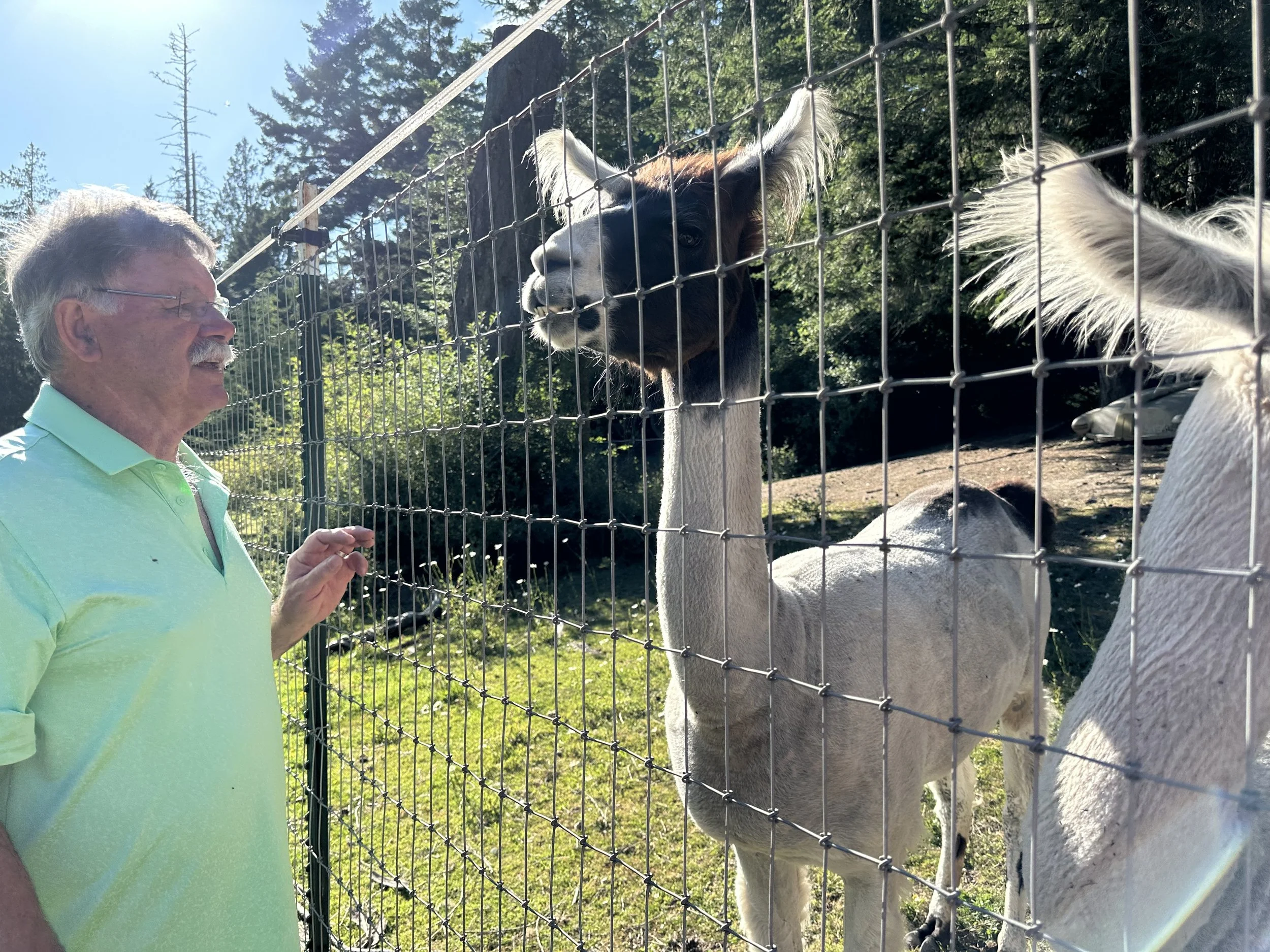al llama.jpg