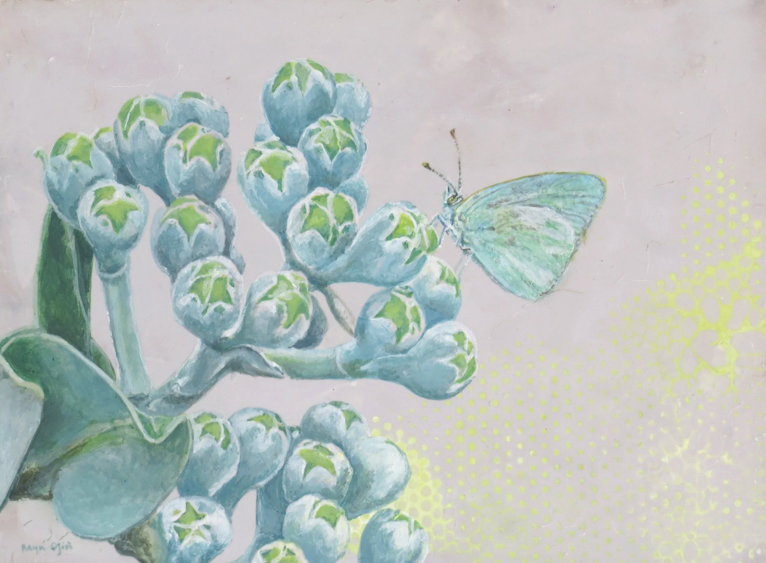 Blackburn's Butterfly on ʻŌhiʻa
5"x7"
$400