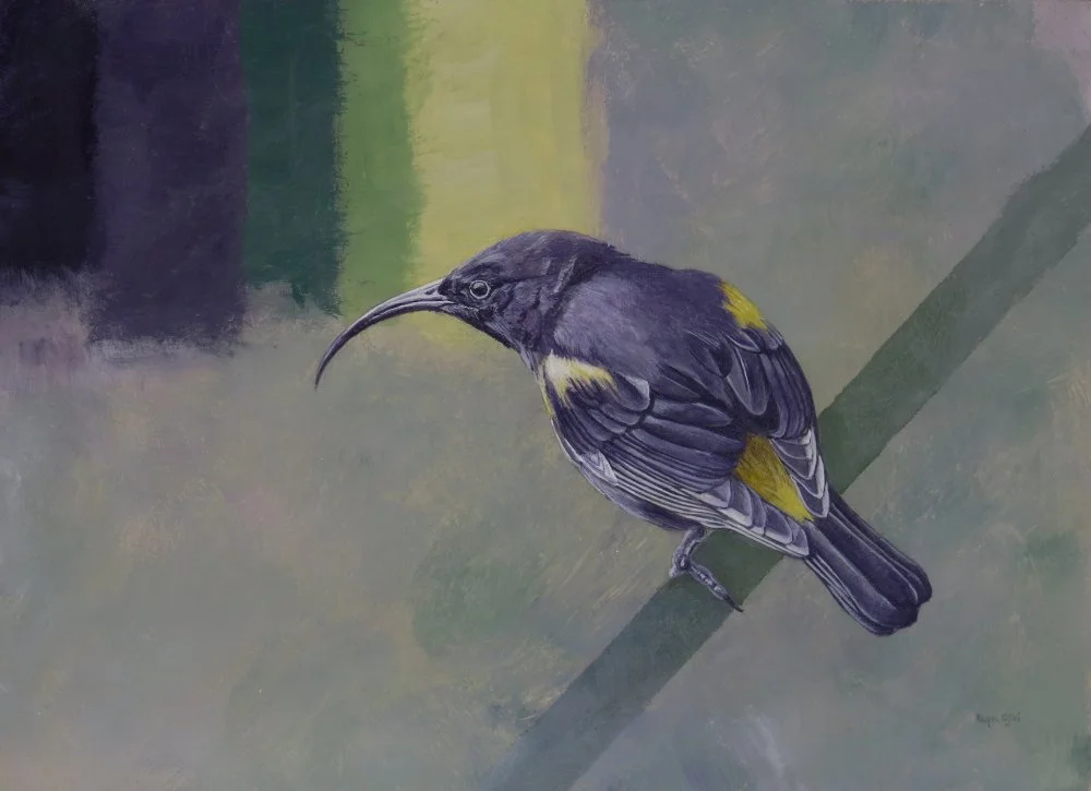 Hawaiʻi mamo
8"x10"
$750