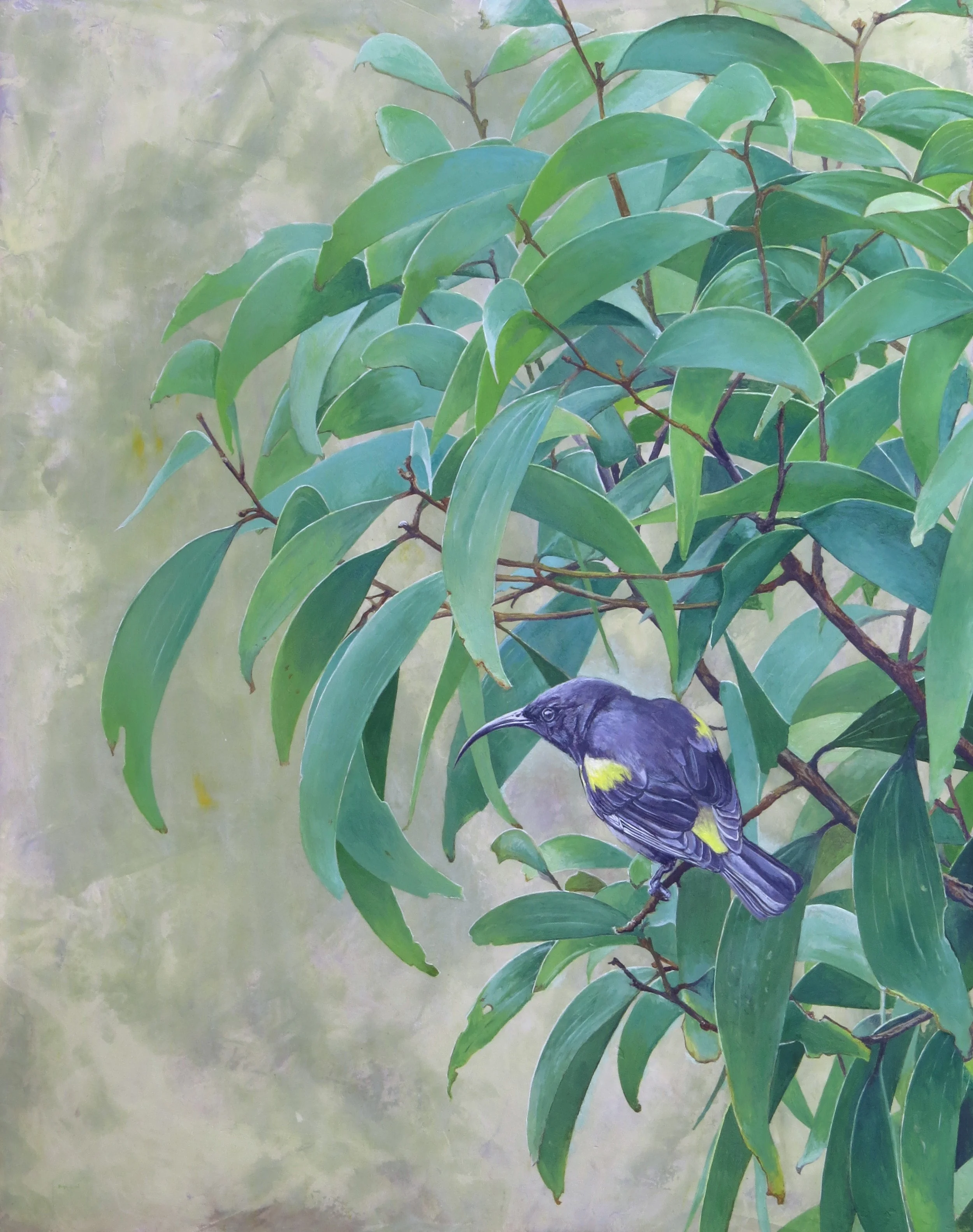 Hawaiʻi mamo
16"x20"
$1,600