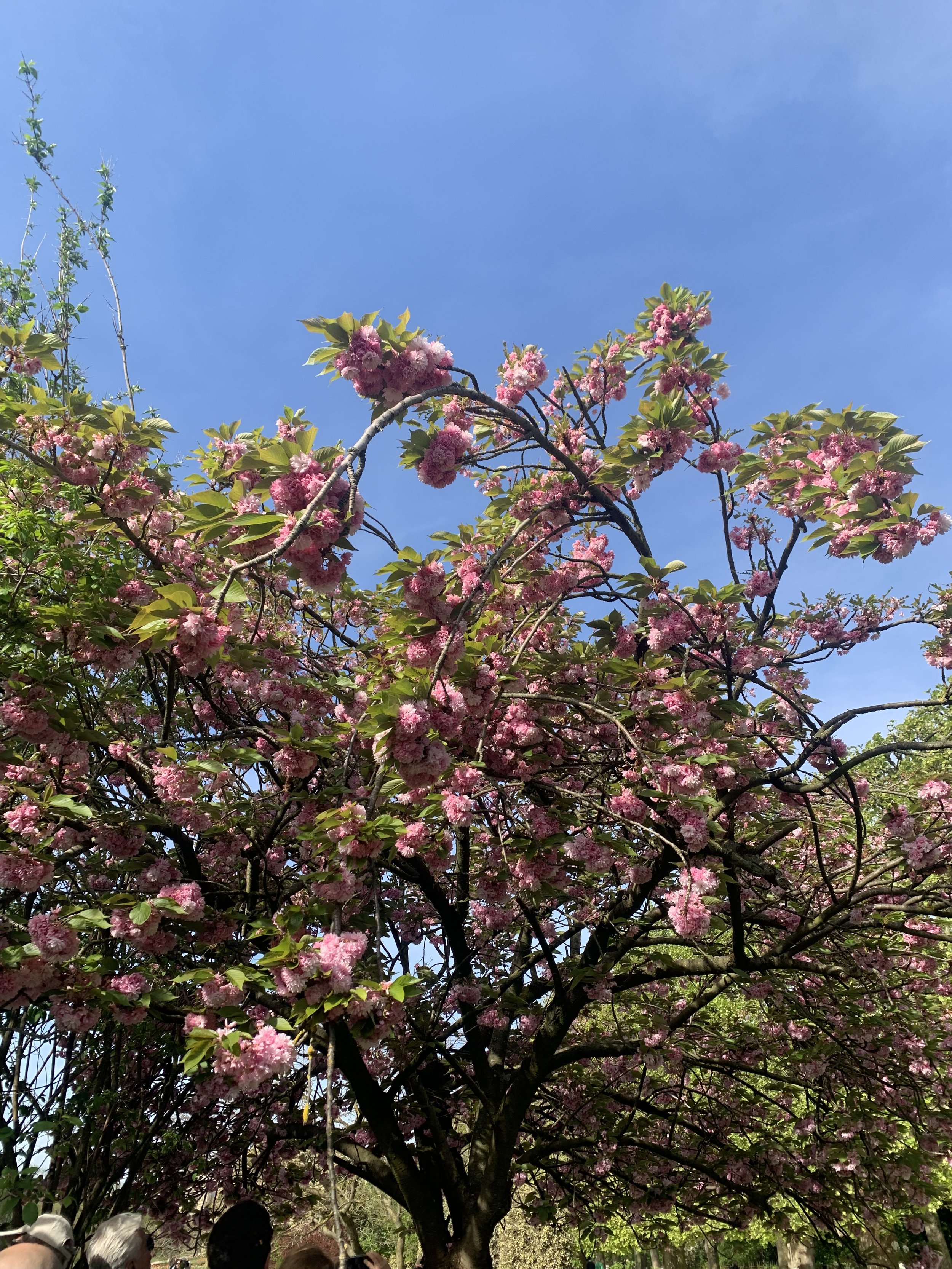 IMG_8038.jpeg