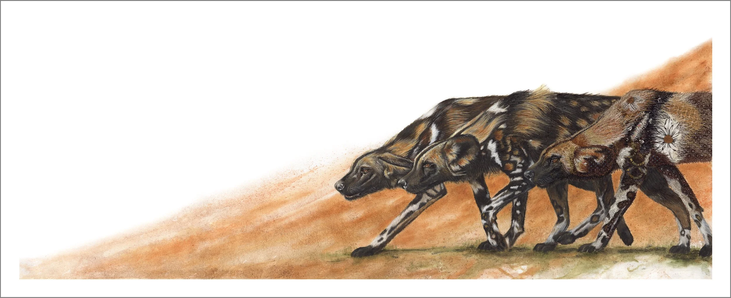 wild dog A4 scale copy.jpg