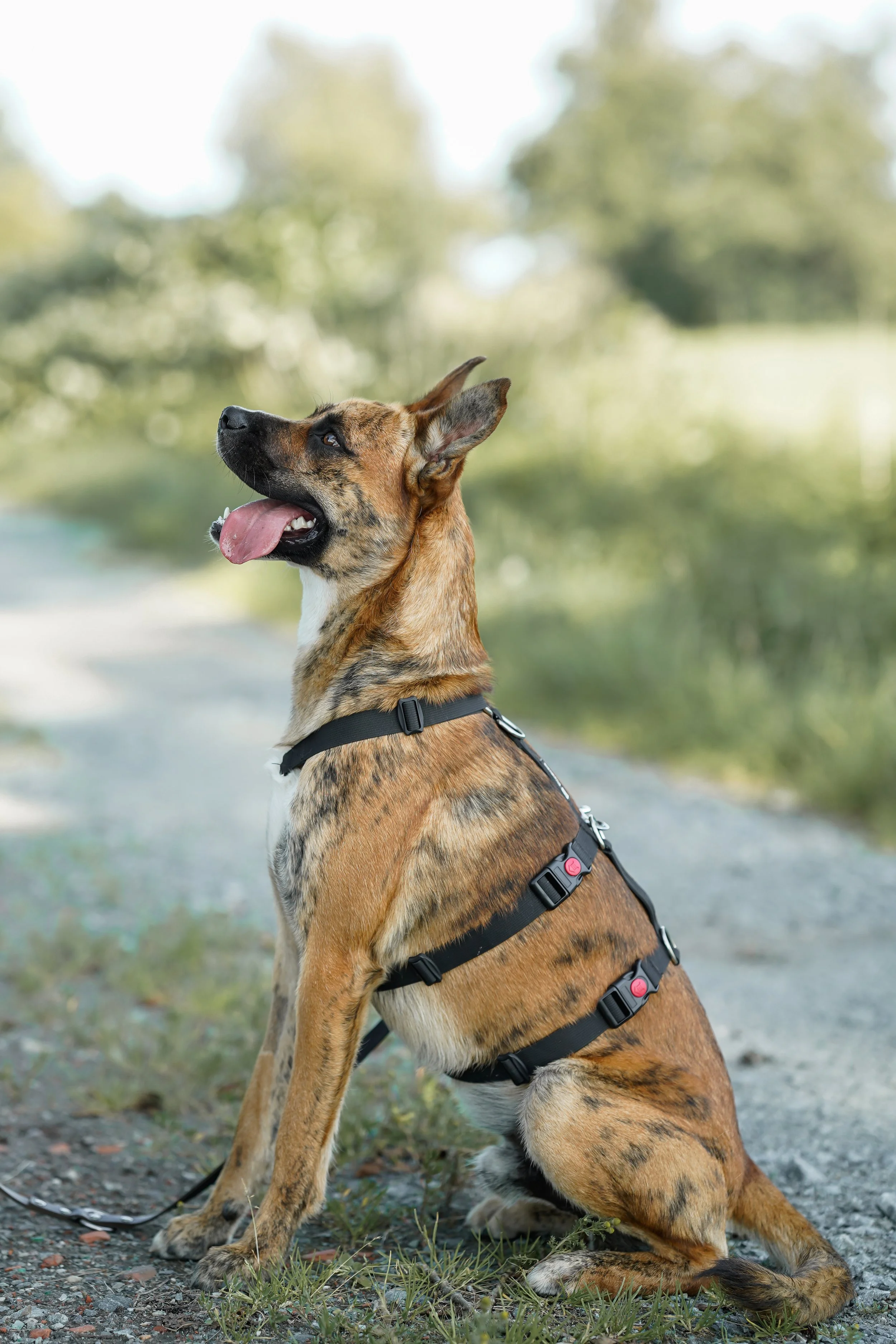 Max (7).jpg
