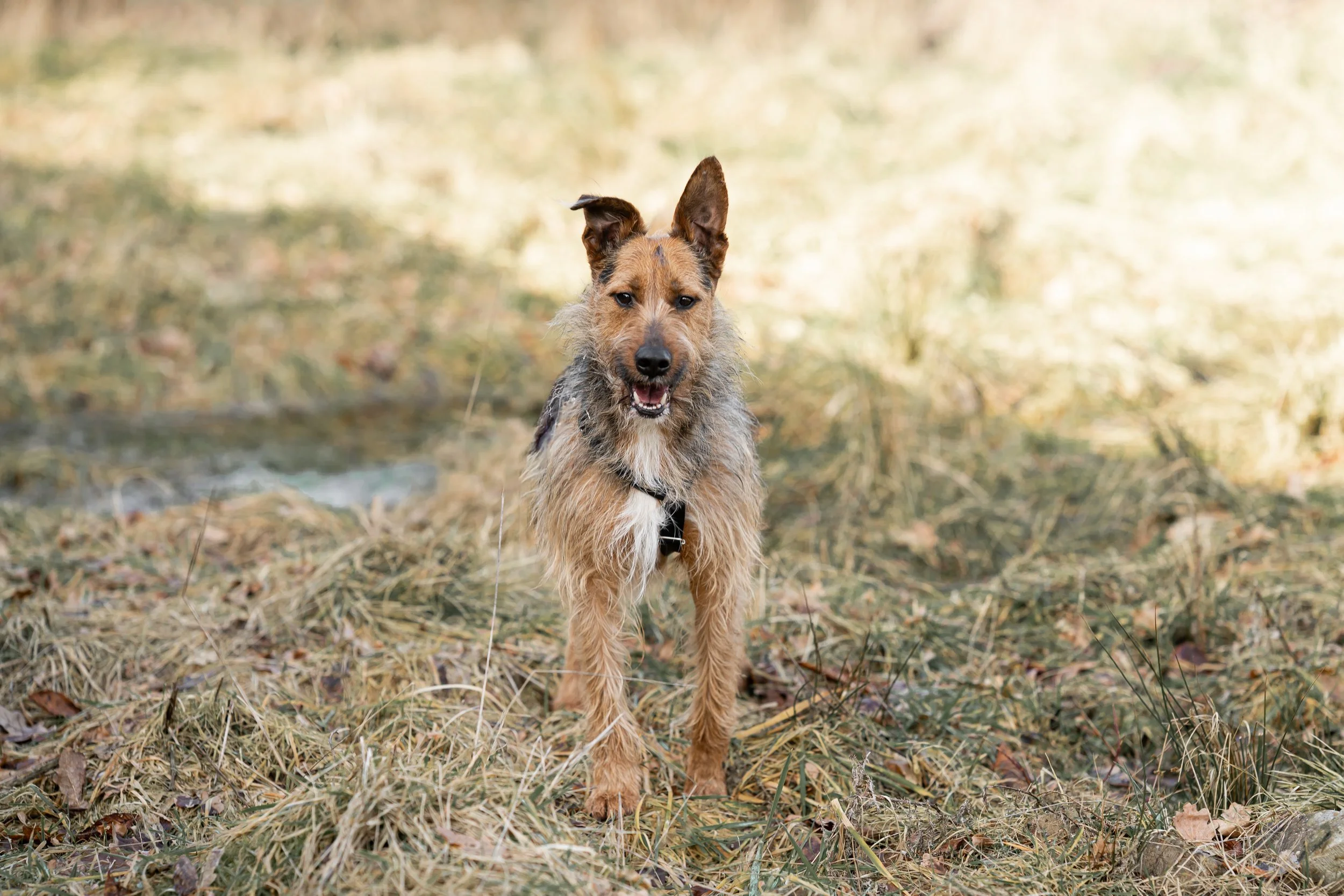 _DSC1197neu14.jpg