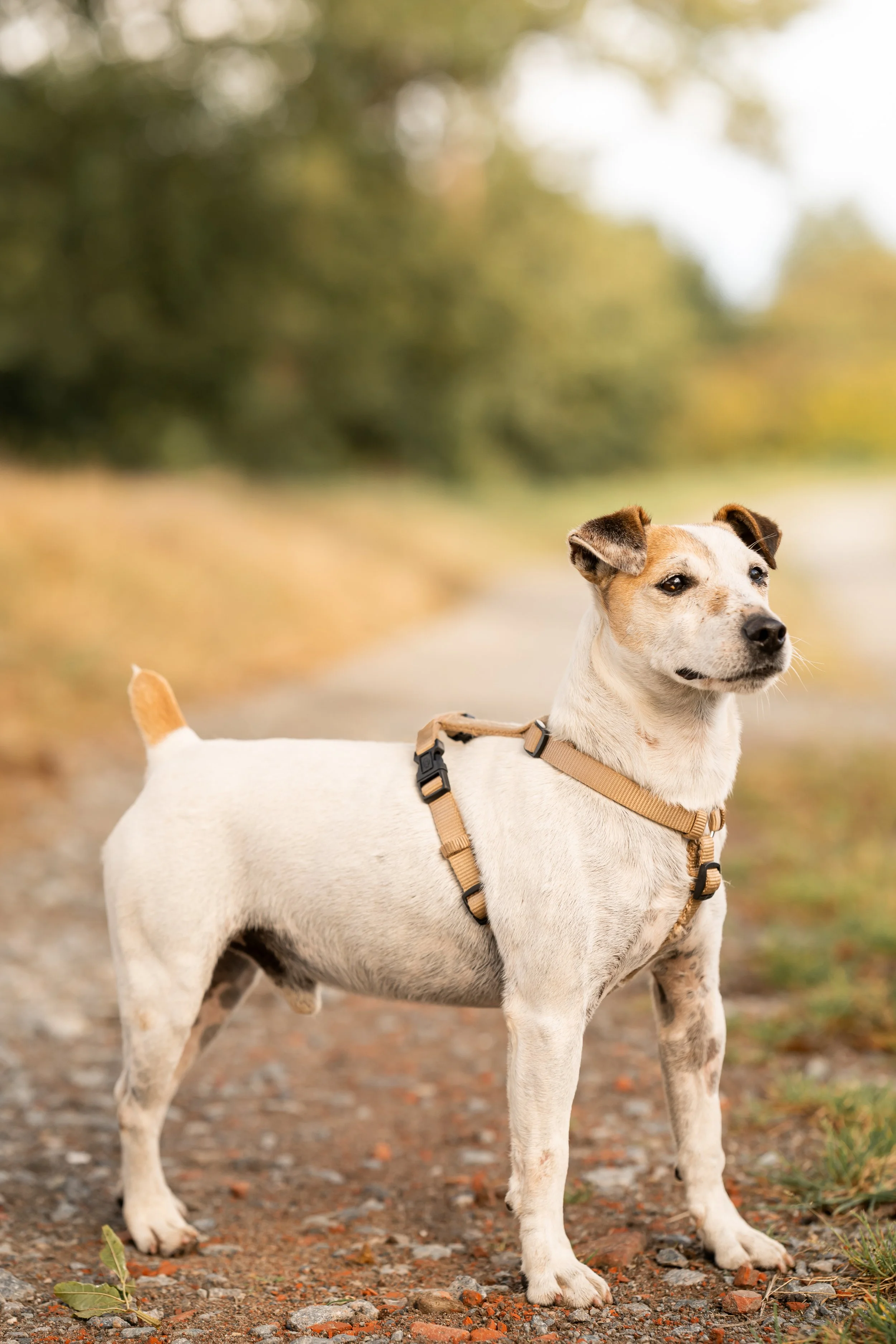 Milou (1).jpg