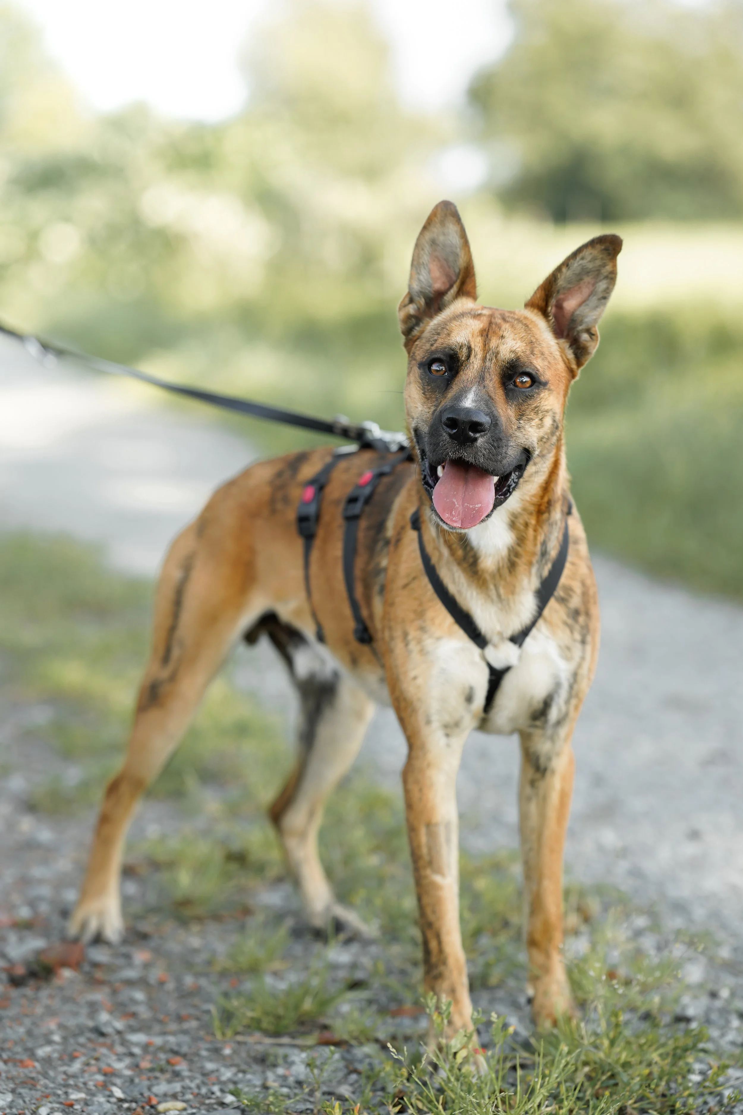 Max (9).jpg