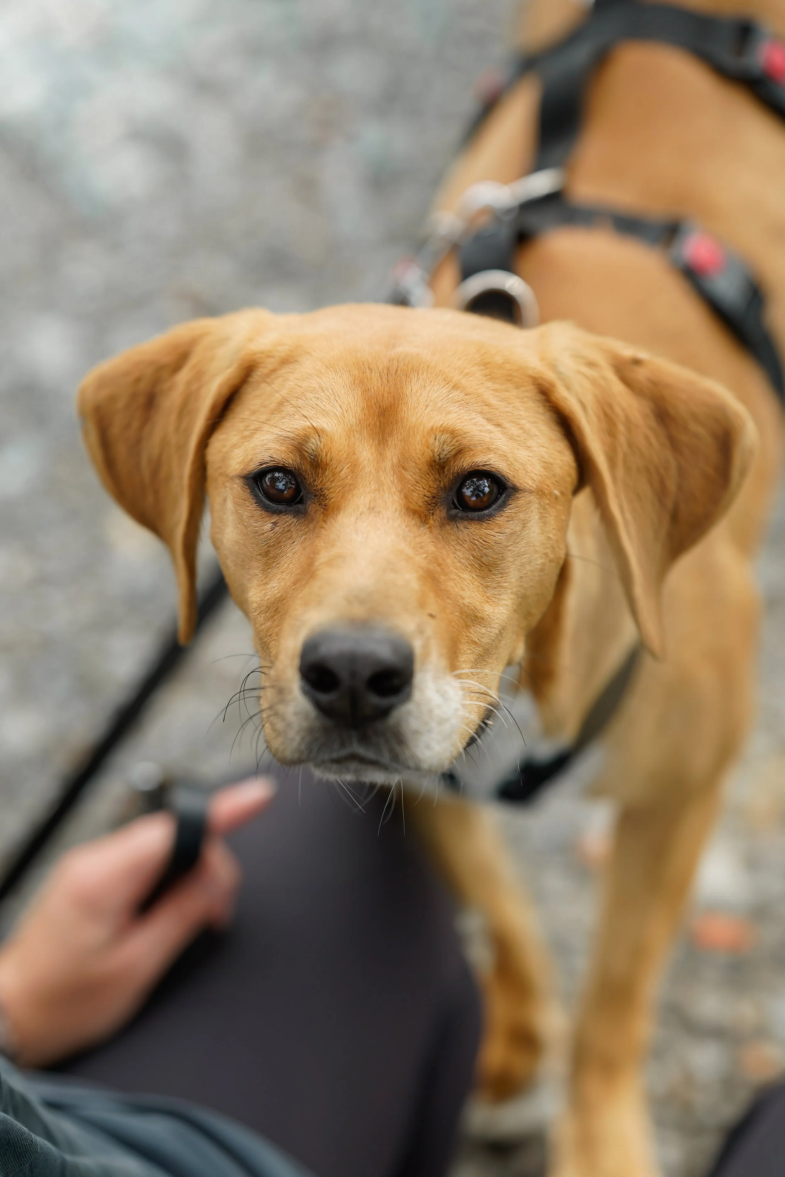 Cookie (11).jpg