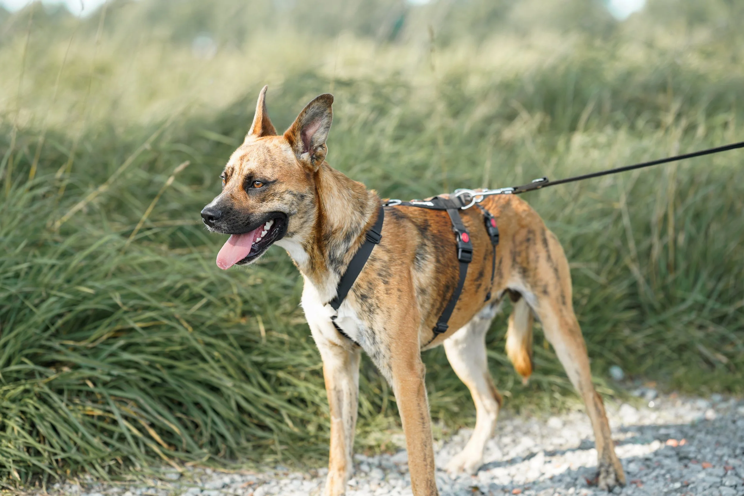 Max (1).jpg