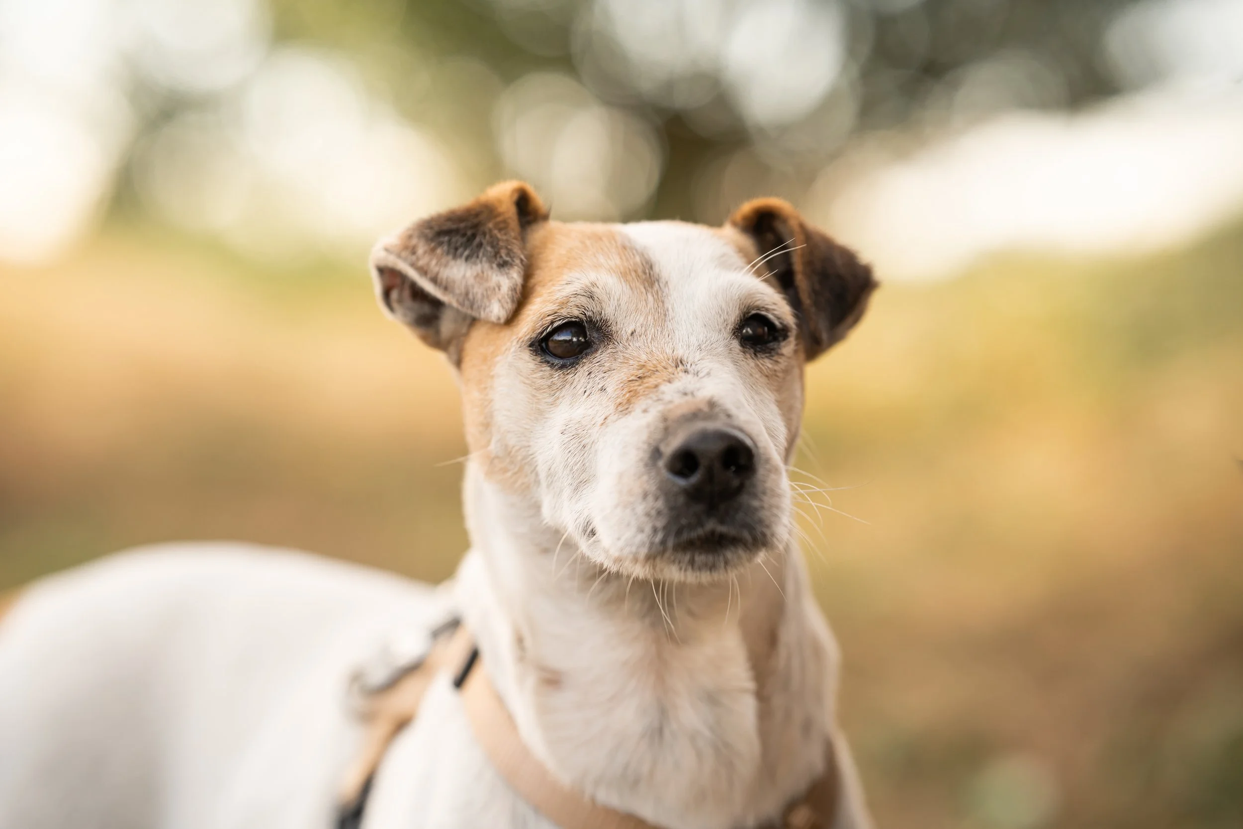 Milou (7).jpg