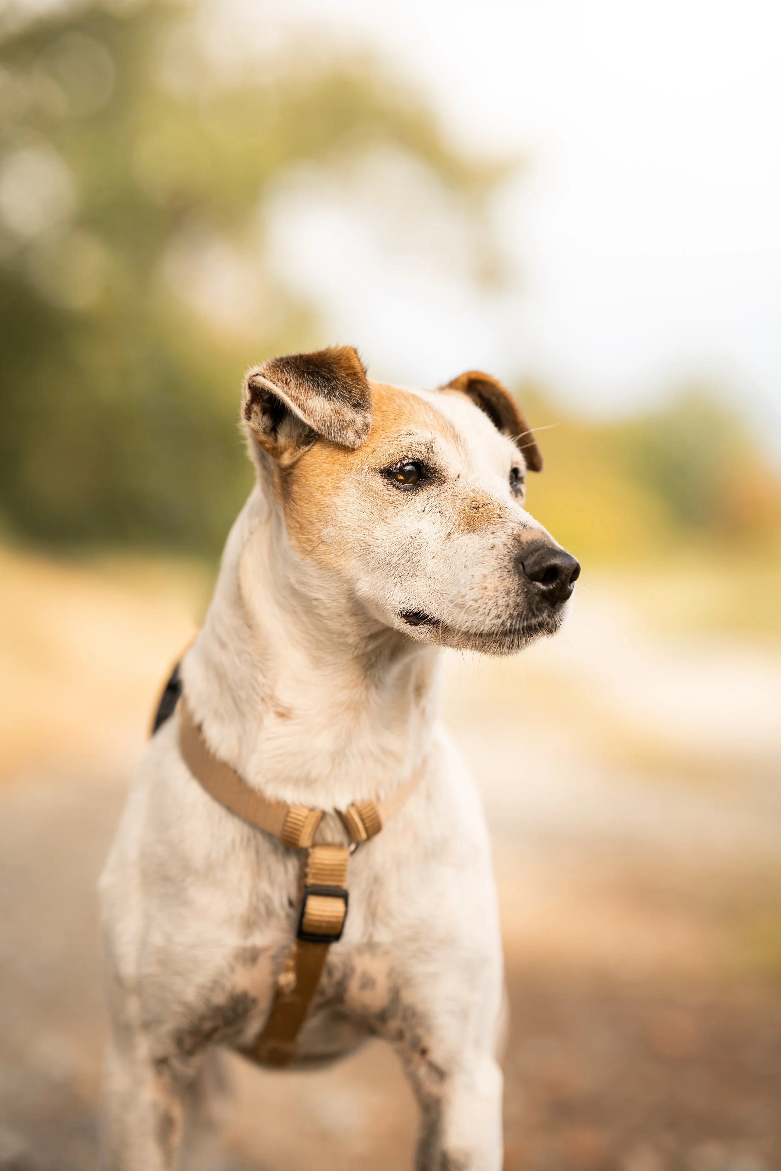 Milou (4).jpg