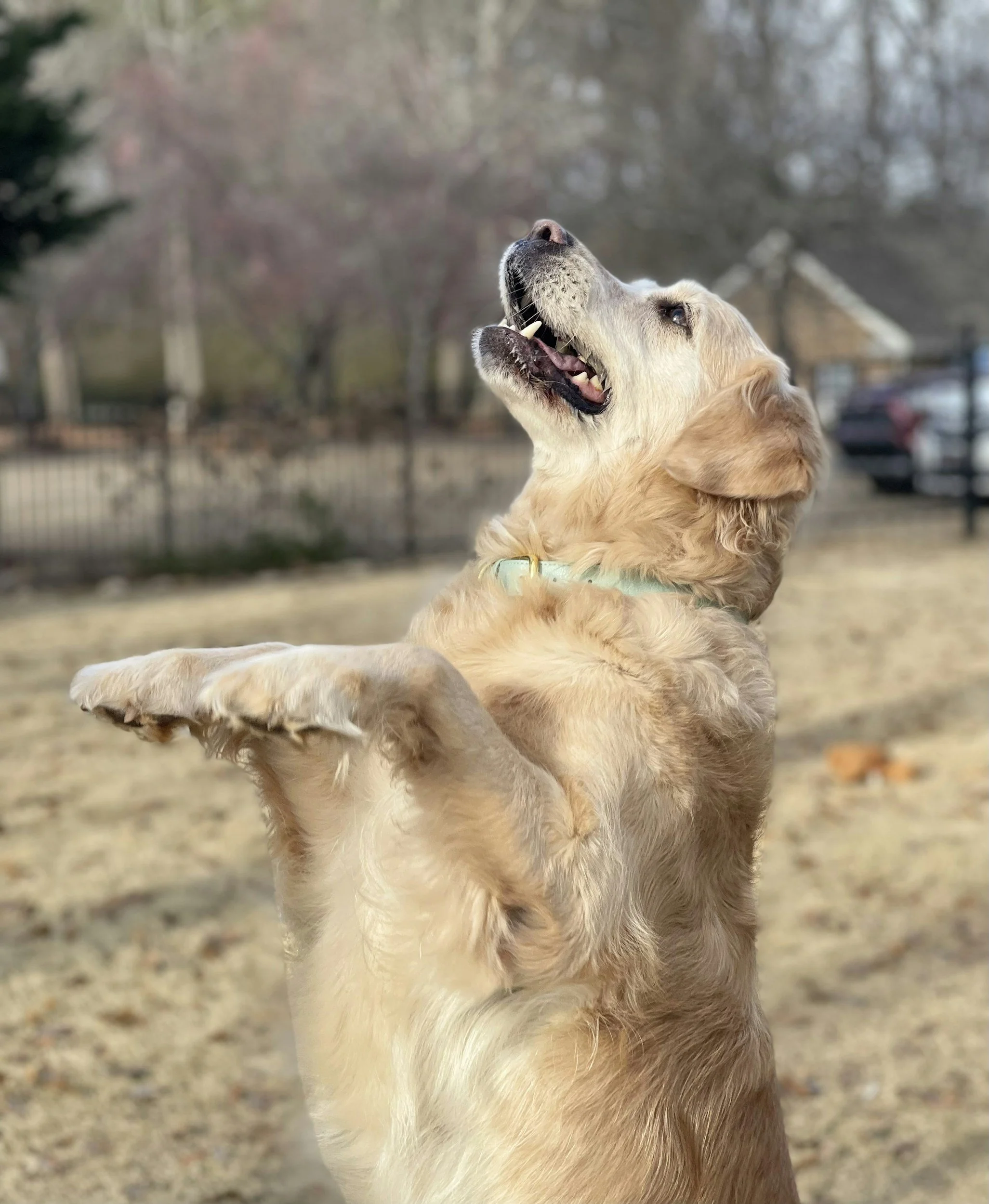 Help! My Dog Won’t Stop Jumping on People (And How to Fix It Kindly)