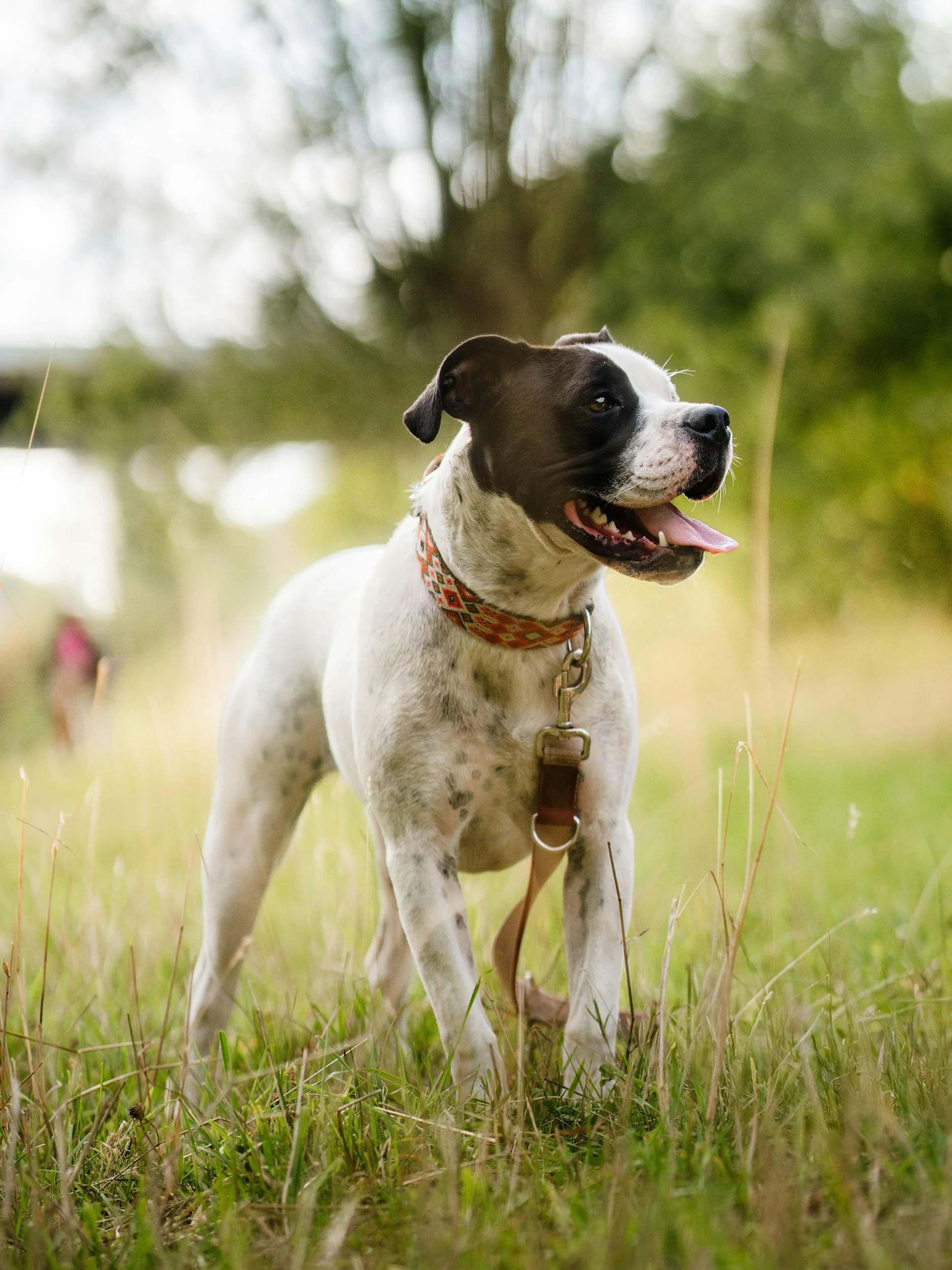 Has your dog been acting a little odd in the hot weather?