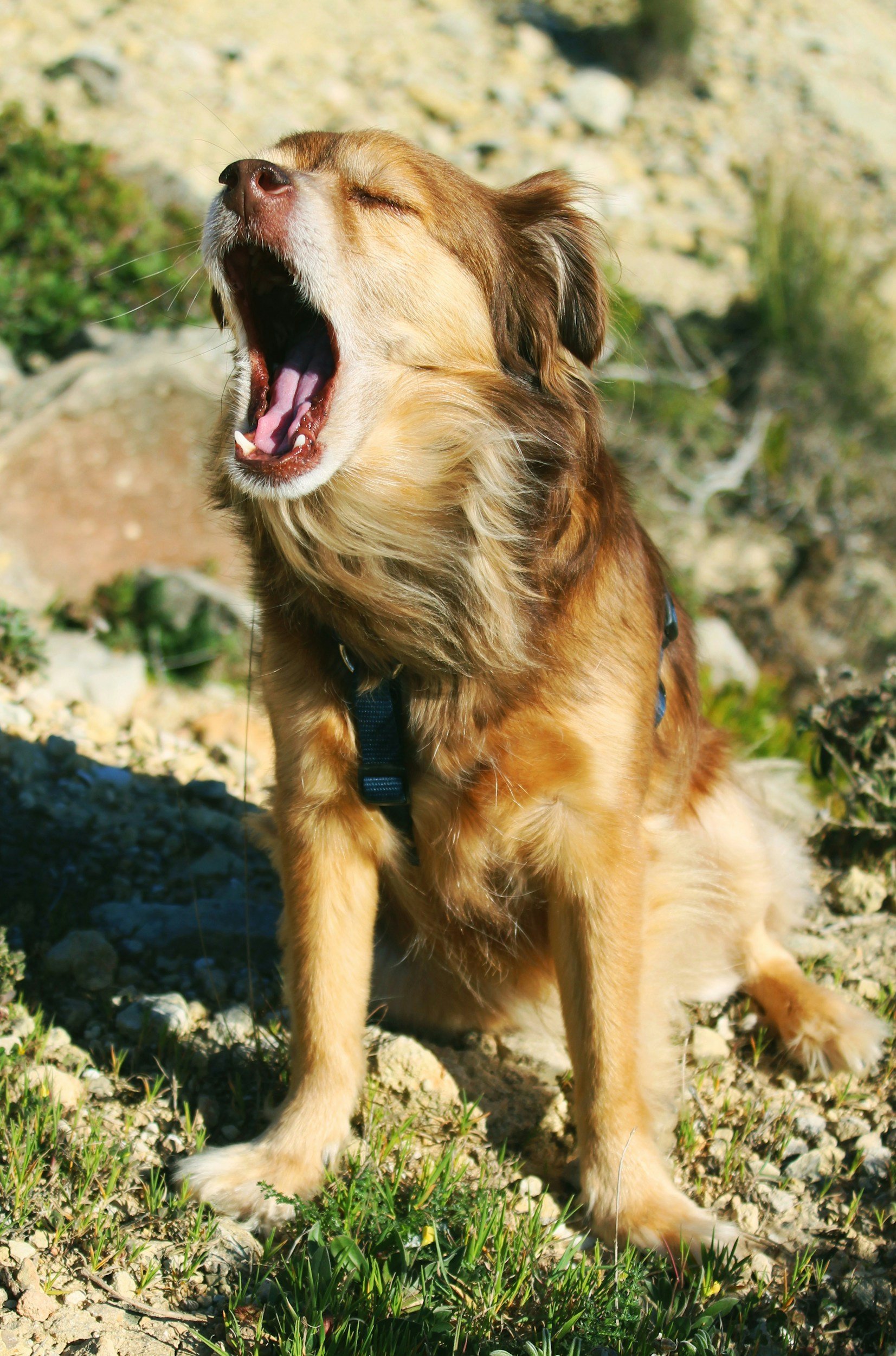What Is My Dog Barking At? A Guide to Decoding Your Dog’s Woofs