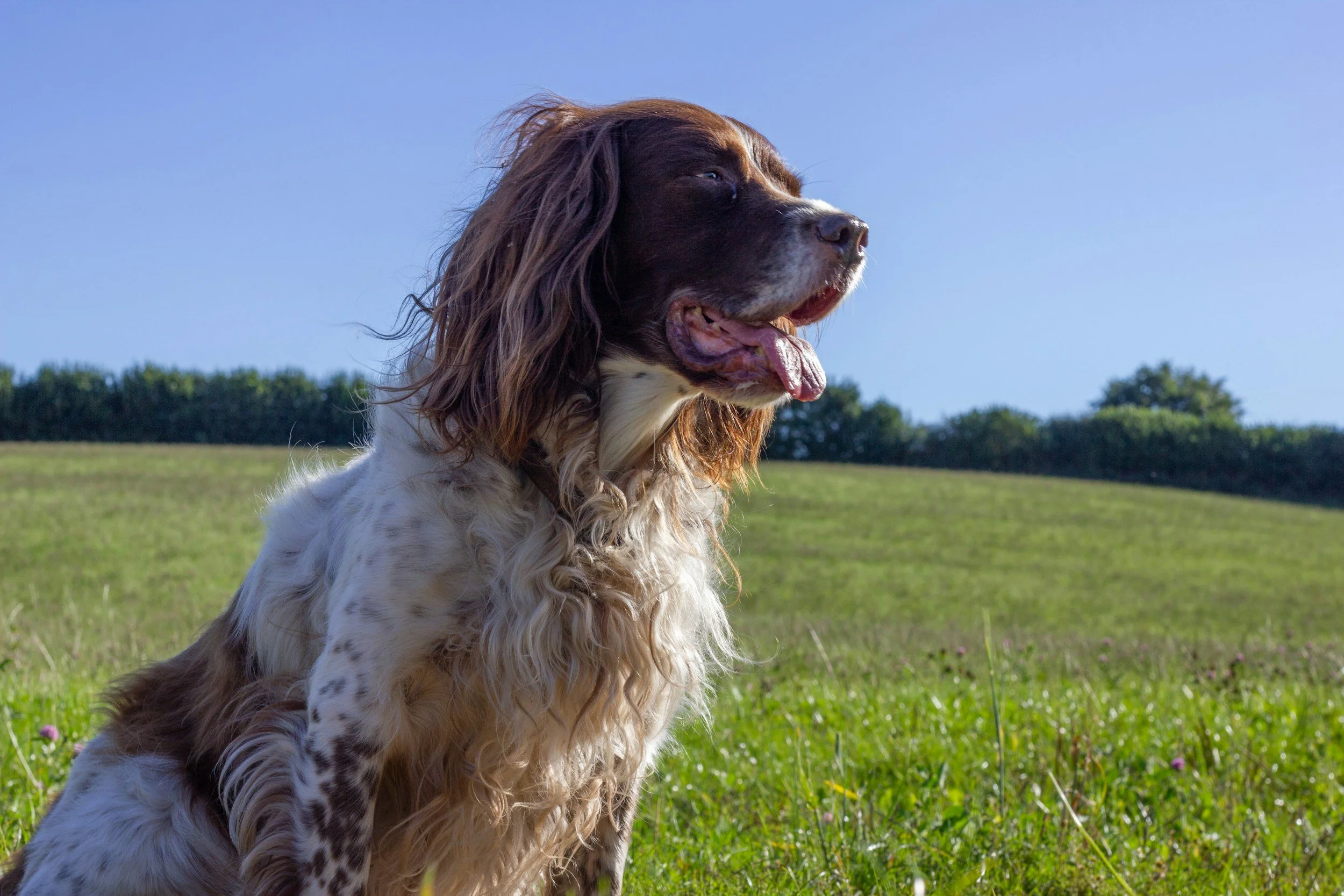 Does your dog have selective hearing?
