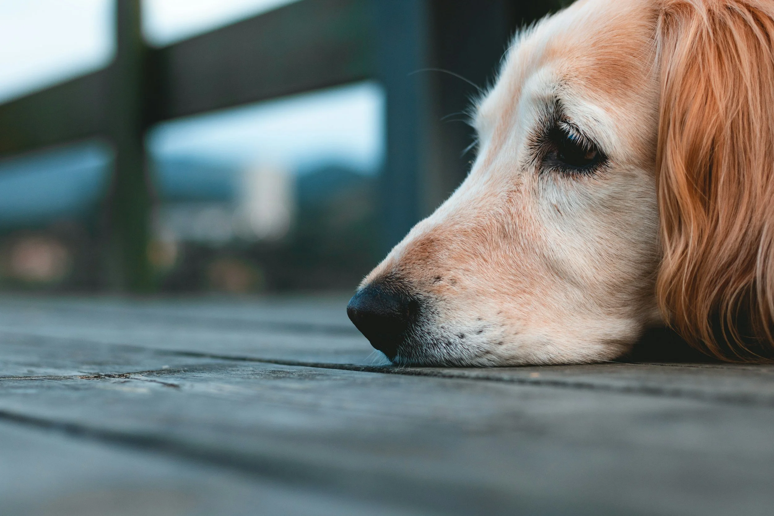 Grieving Pets: Coping with the Loss of a Caregiver