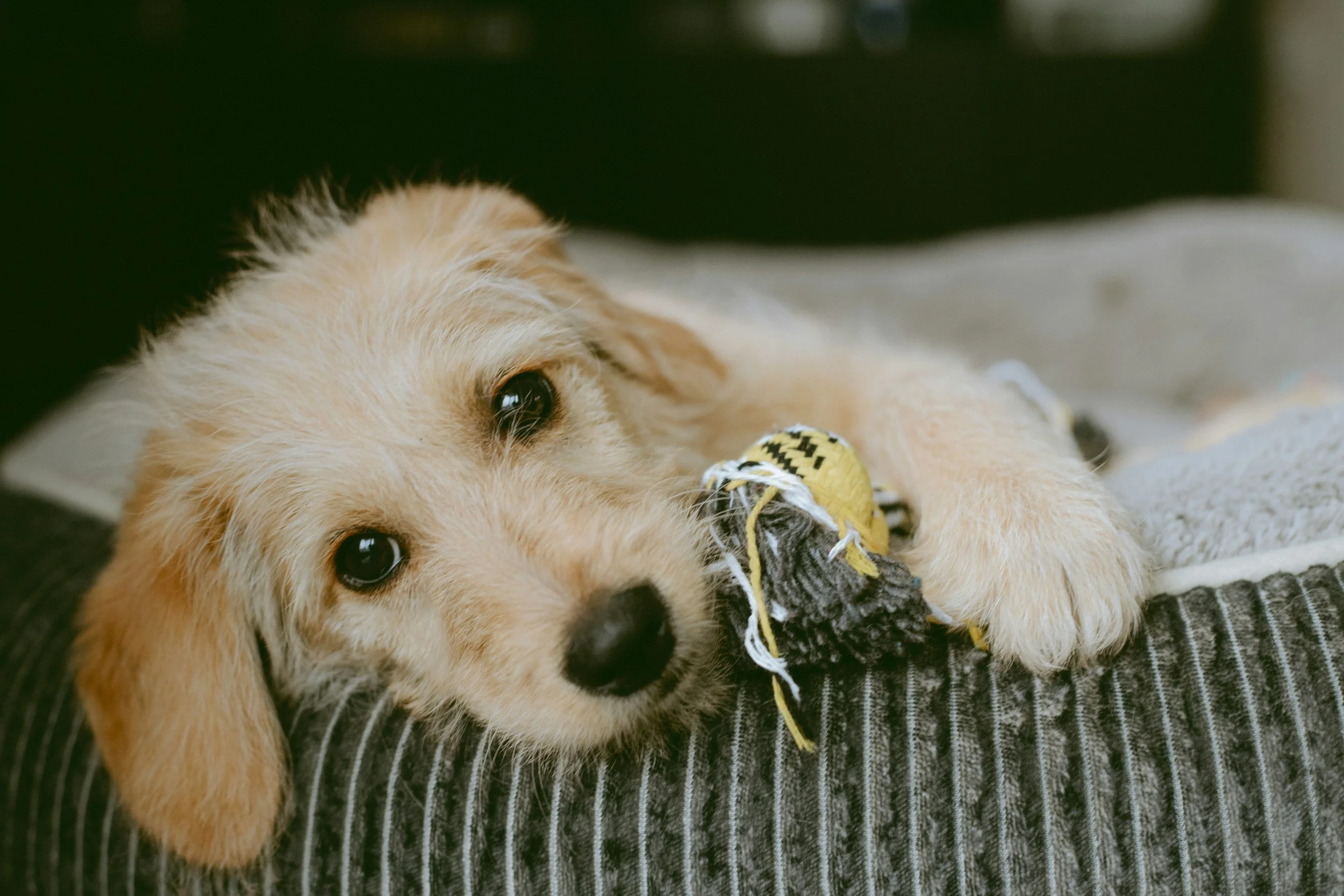 Fun DIY Dog Toys and Games Your Pup Will Love