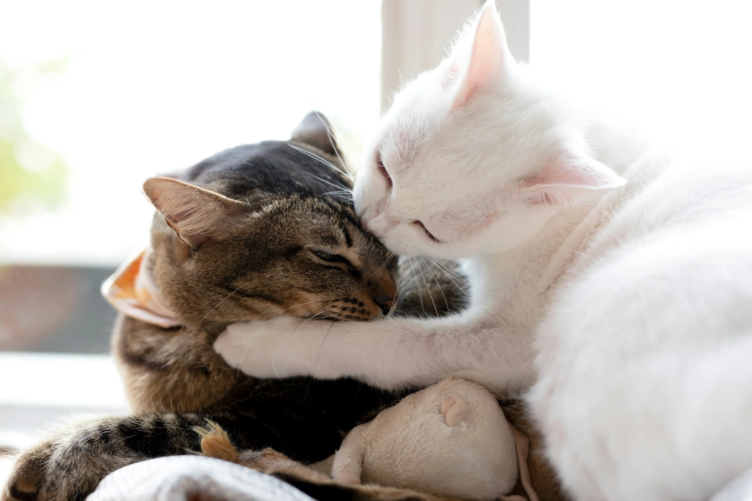 Are My Cats Playing or Fighting? Here’s How to Tell the Difference