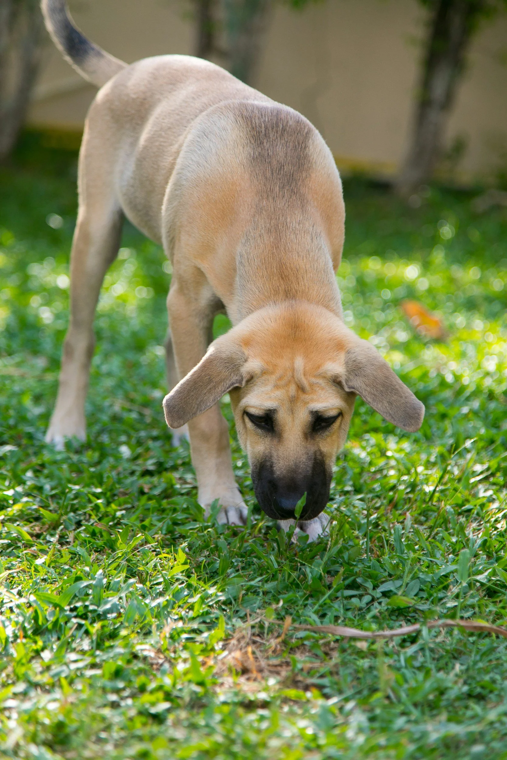 How to Stop Your Dog Eating Poo (Yes, It’s Gross—but Fixable)