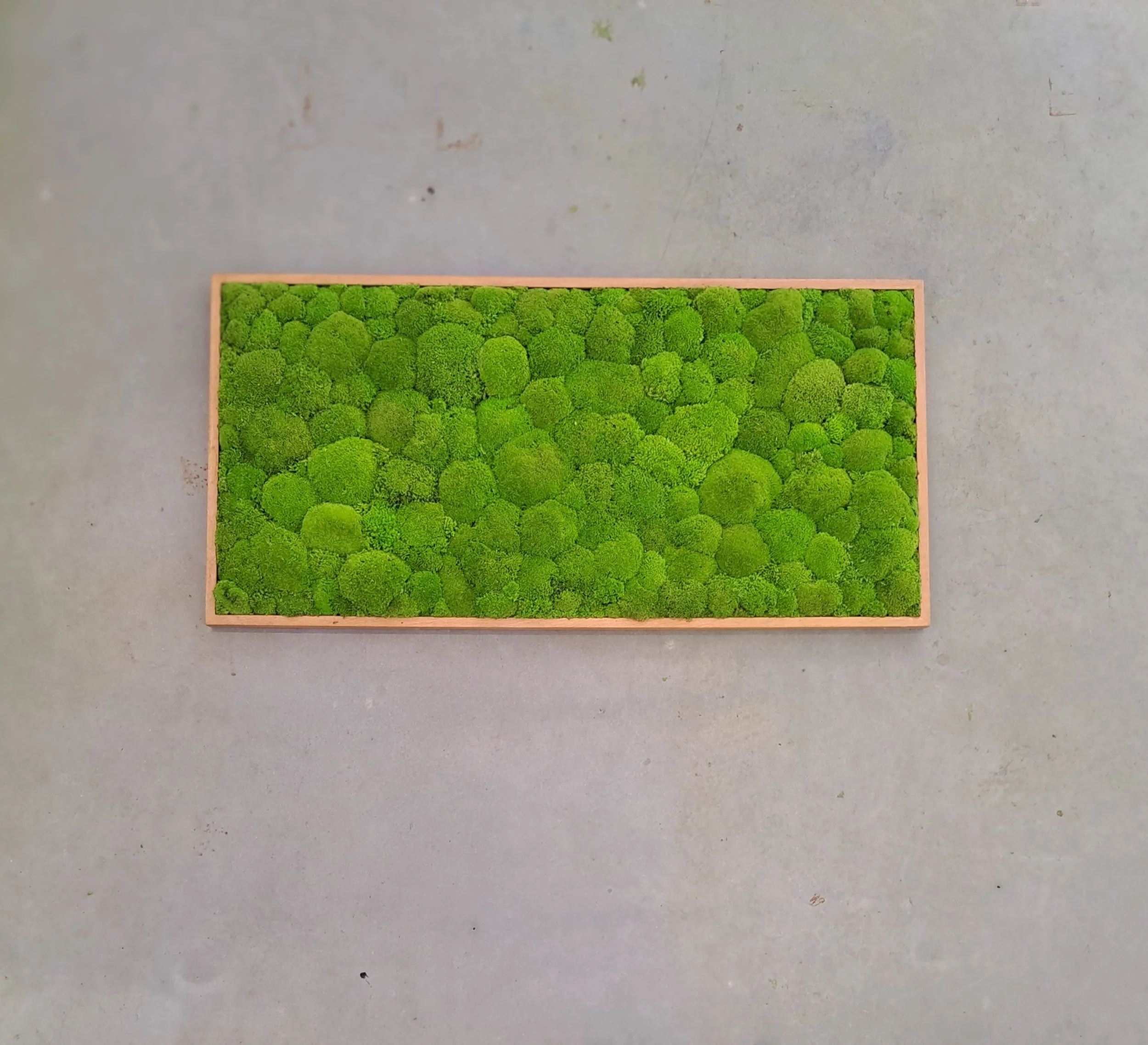 "Moosbild mit Ballenmoos"