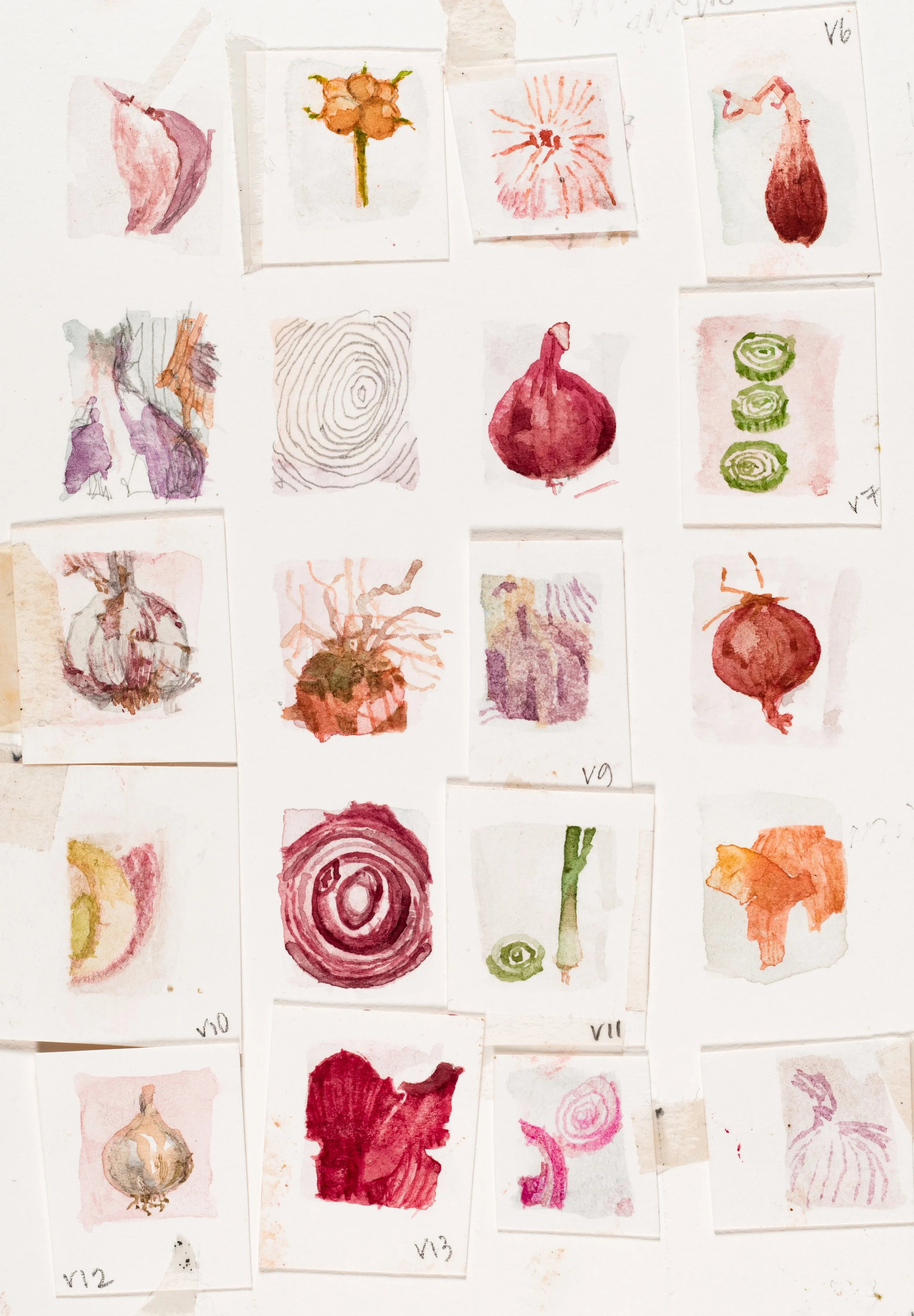 _Onion_ Watercolour 5 1_2 x 4 inches.jpg