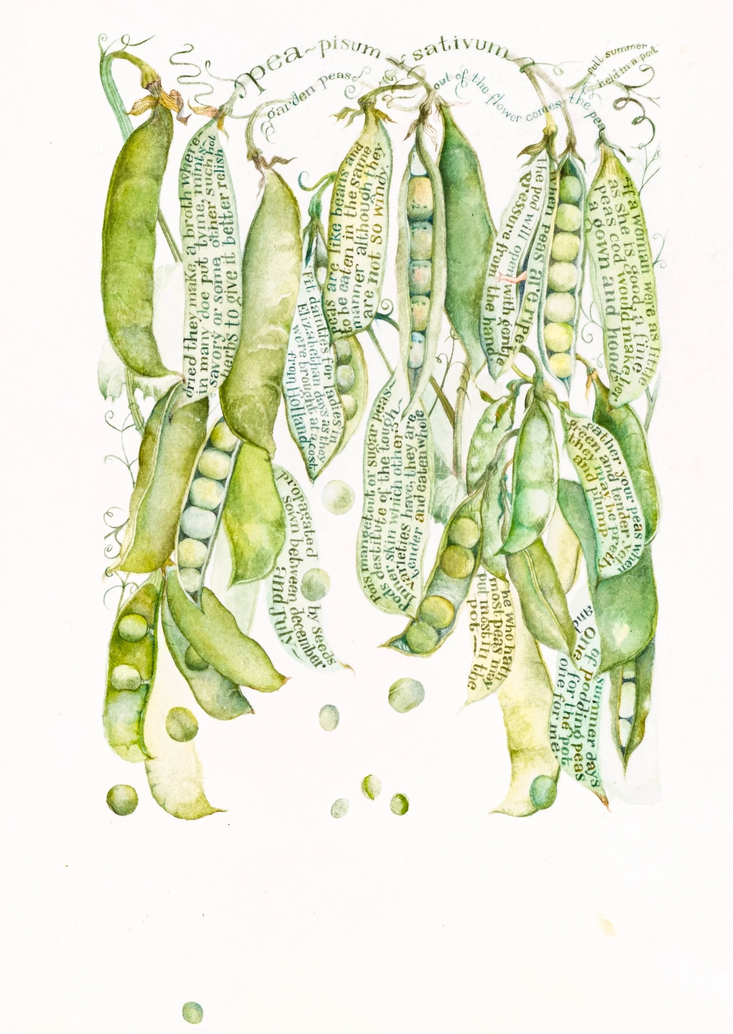 _Peas_ 8 x 6 inches.jpg