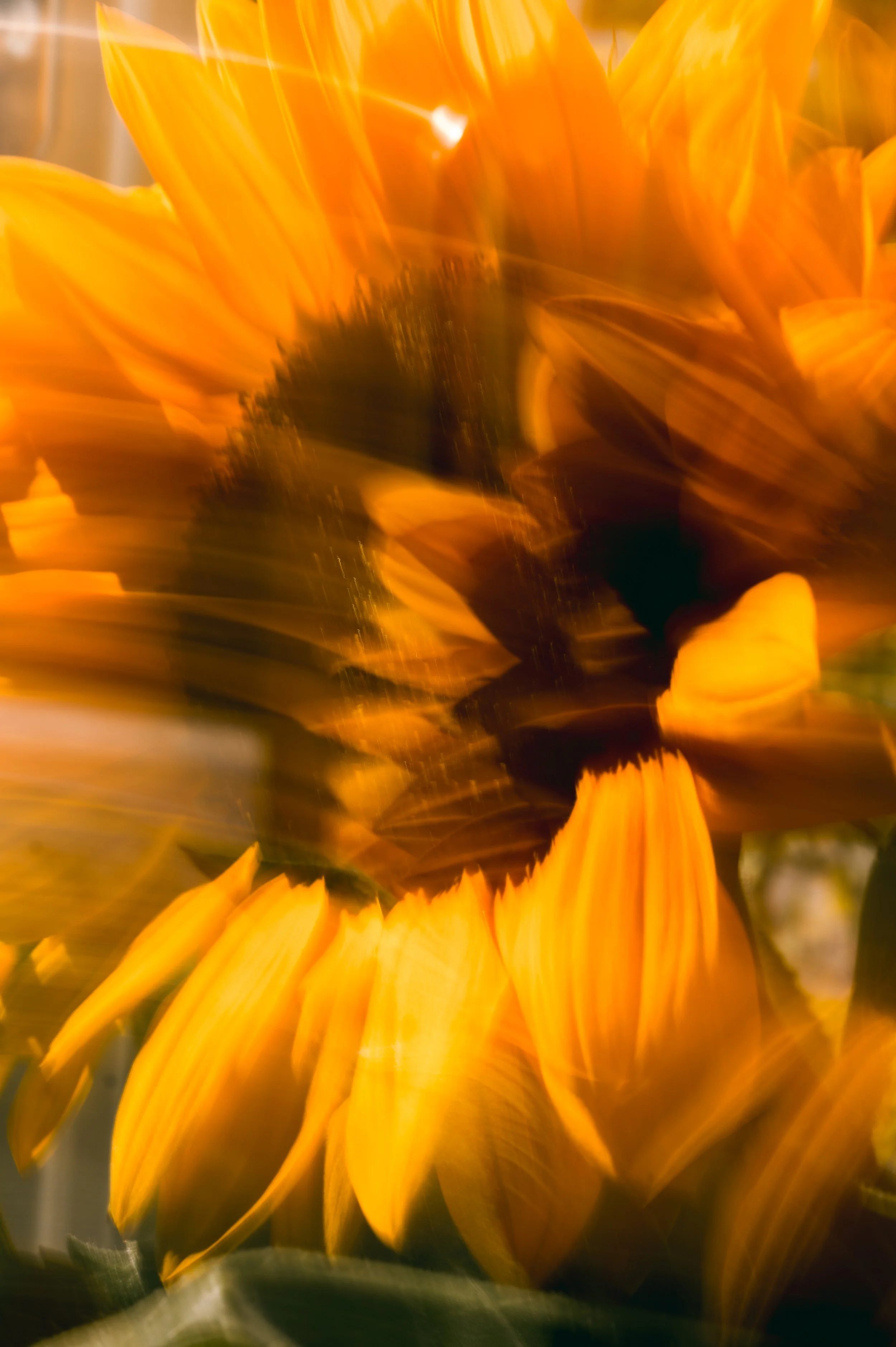 Sonnenblume mit gelben Blüten und grünen Blättern im Hintergrund.