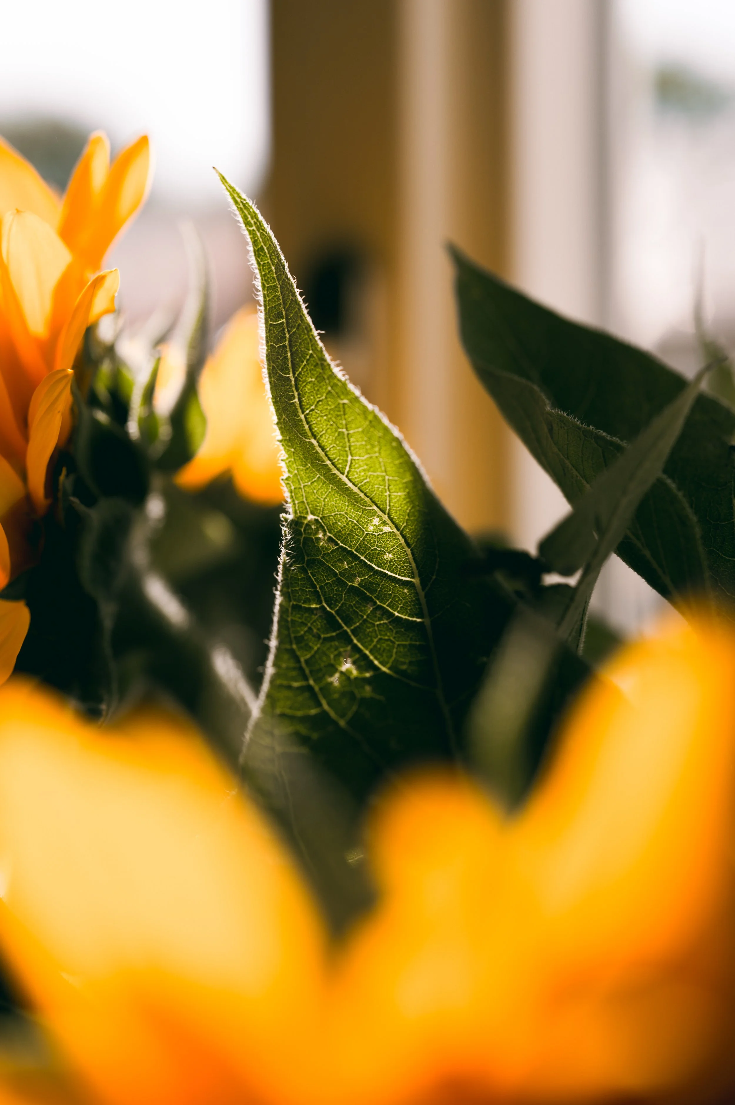 Nahaufnahme von grünen Blättern und gelben Blüten im Sonnenlicht.