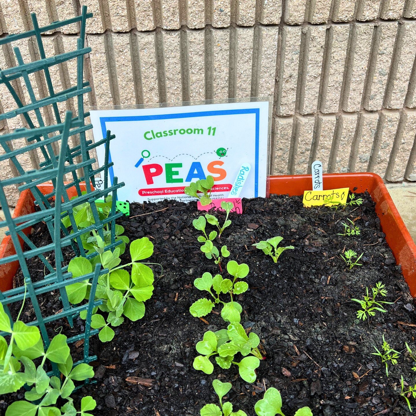 Spring has sprung in our PEAS raised beds! PEAS classrooms have been busy growing their radishes, peas, and carrots with our PEAS gardener, Libby. Can you tell which vegetable plants are which? 
#morepeasplease #thefeedlab #nigms #nihsepa #EarlyChild