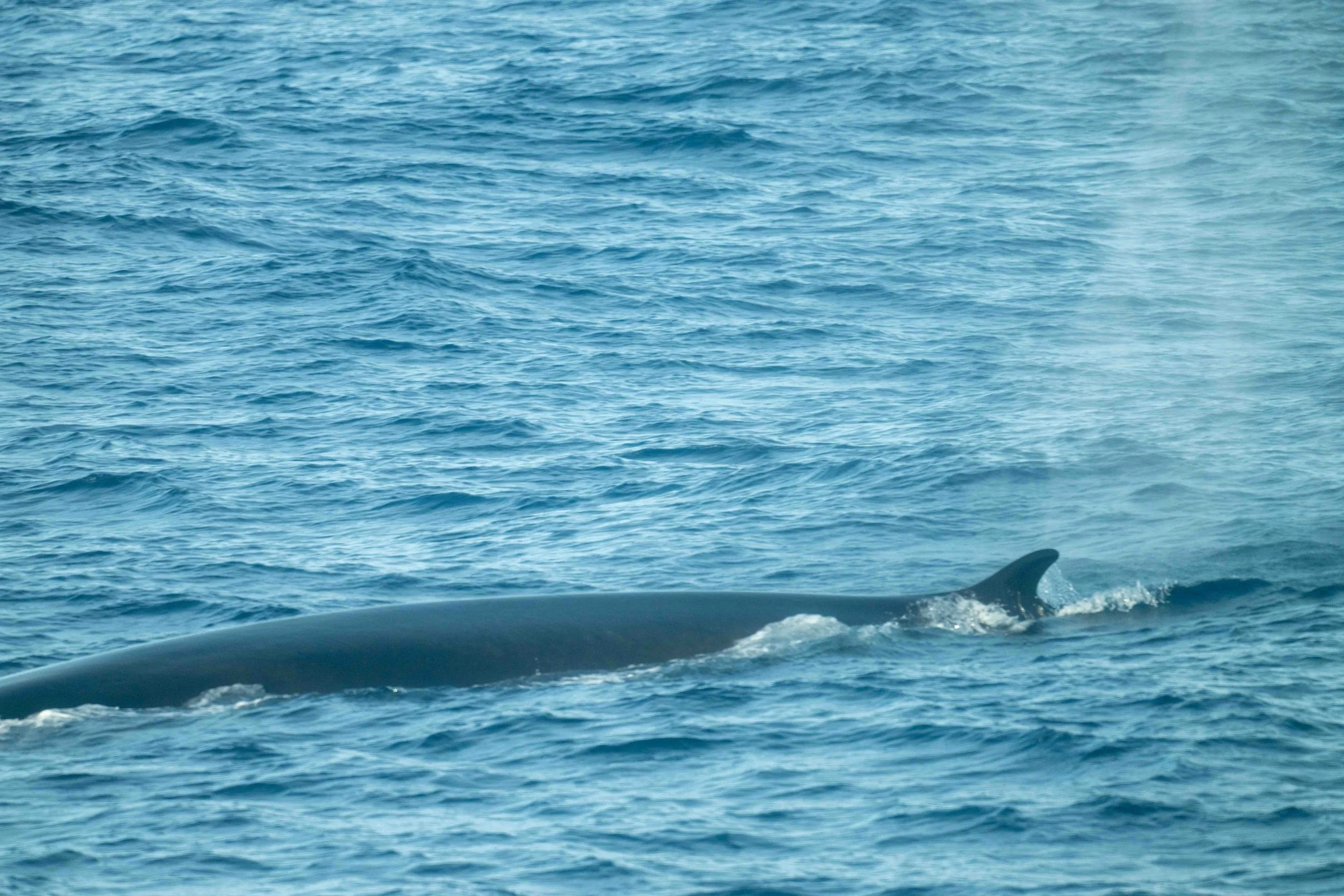 Durant la navigation du retour sur l'Islande, rencontre avec un roqual commun, à 50m du bateau, de nombreux souffles à l'horizon