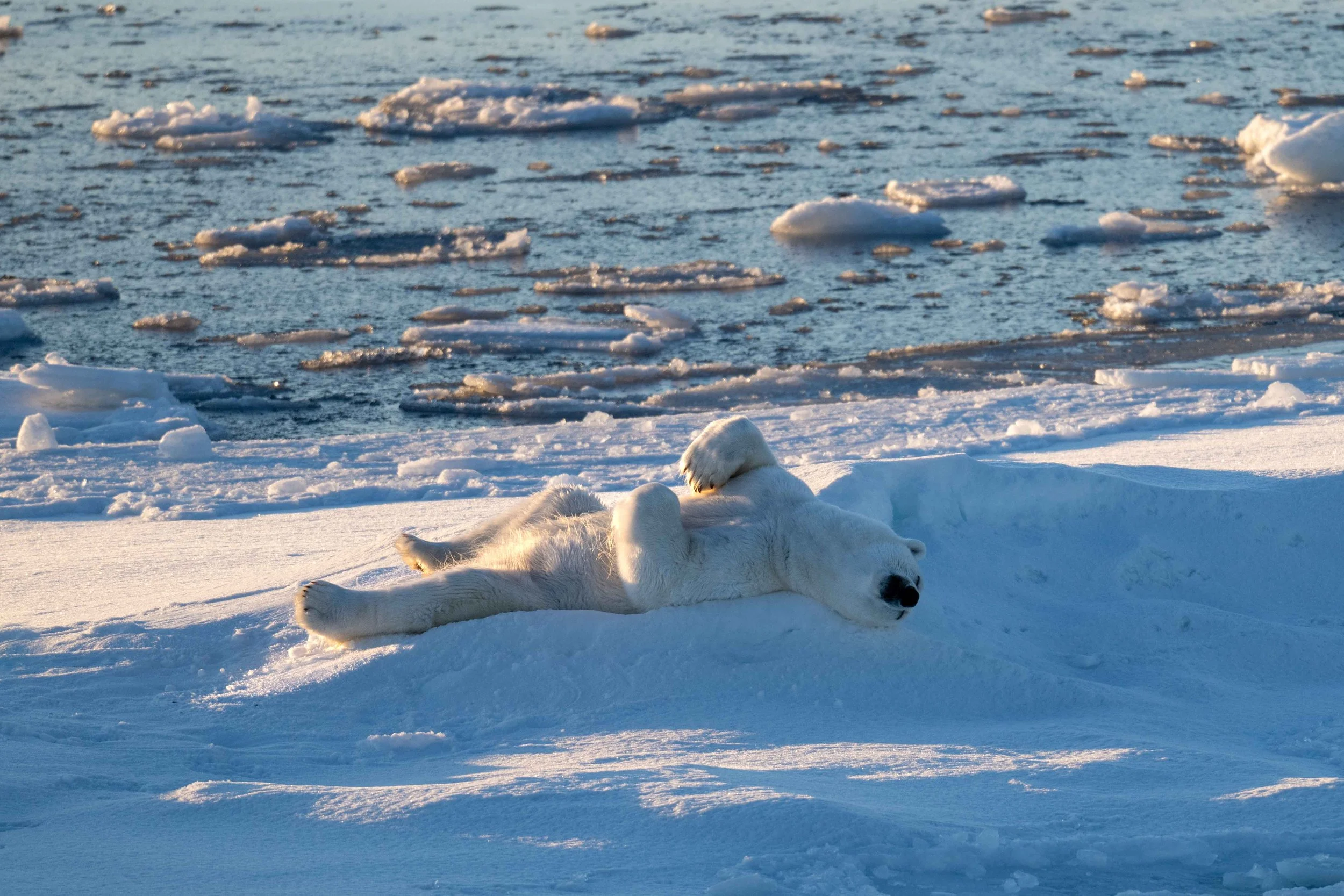 Une ours sur un floe nous offre un spectacle somptueux